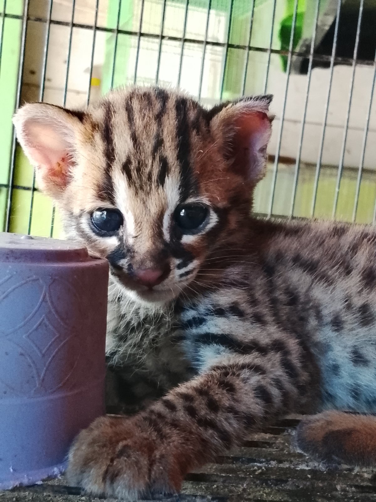 Young wild cat cub photographed up close in Kuta Trieng