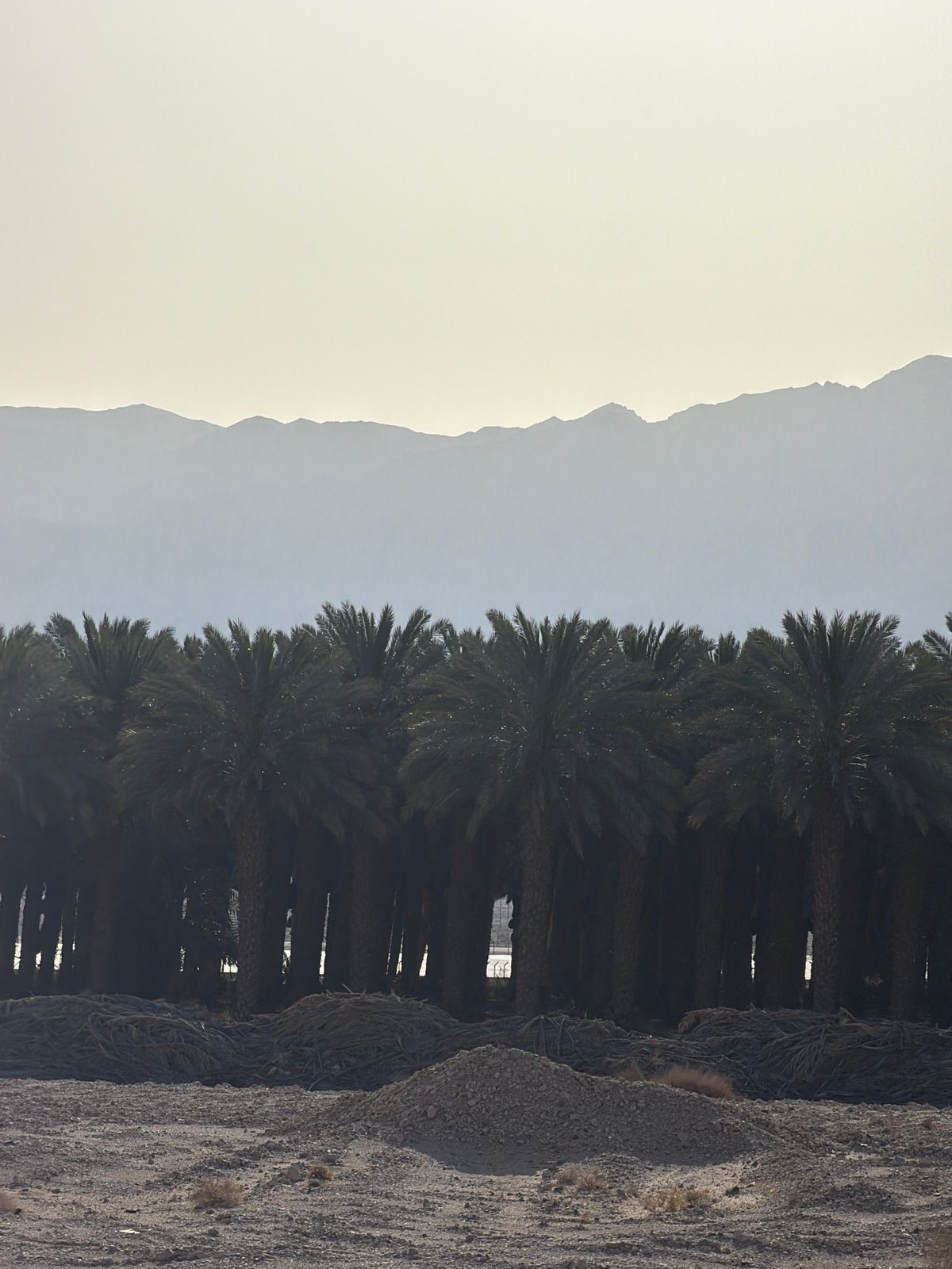 Desert landscape with mountains and palms documented in southern Israel