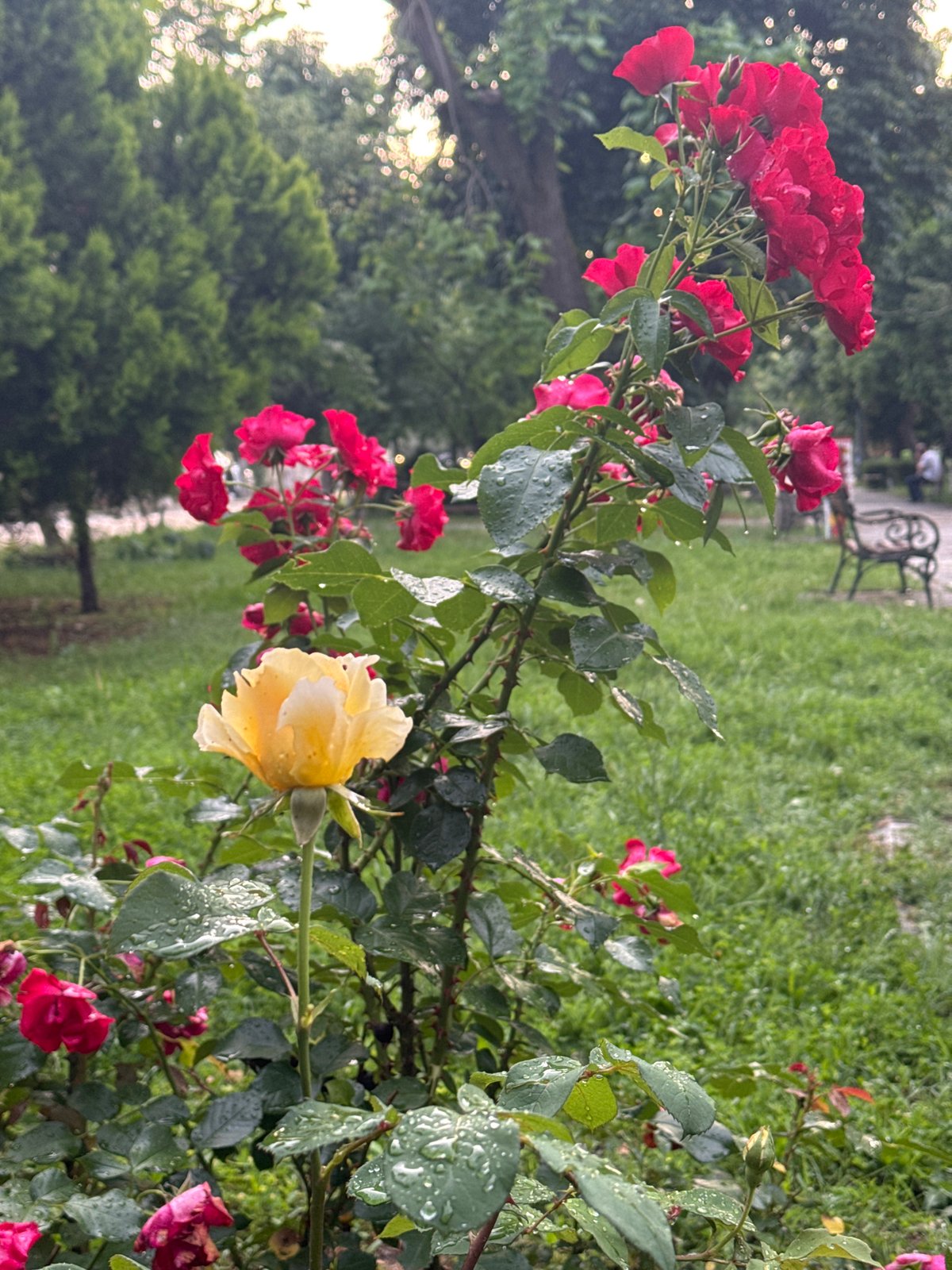 Urban park scenes captured: roses, bird flock, pathway
