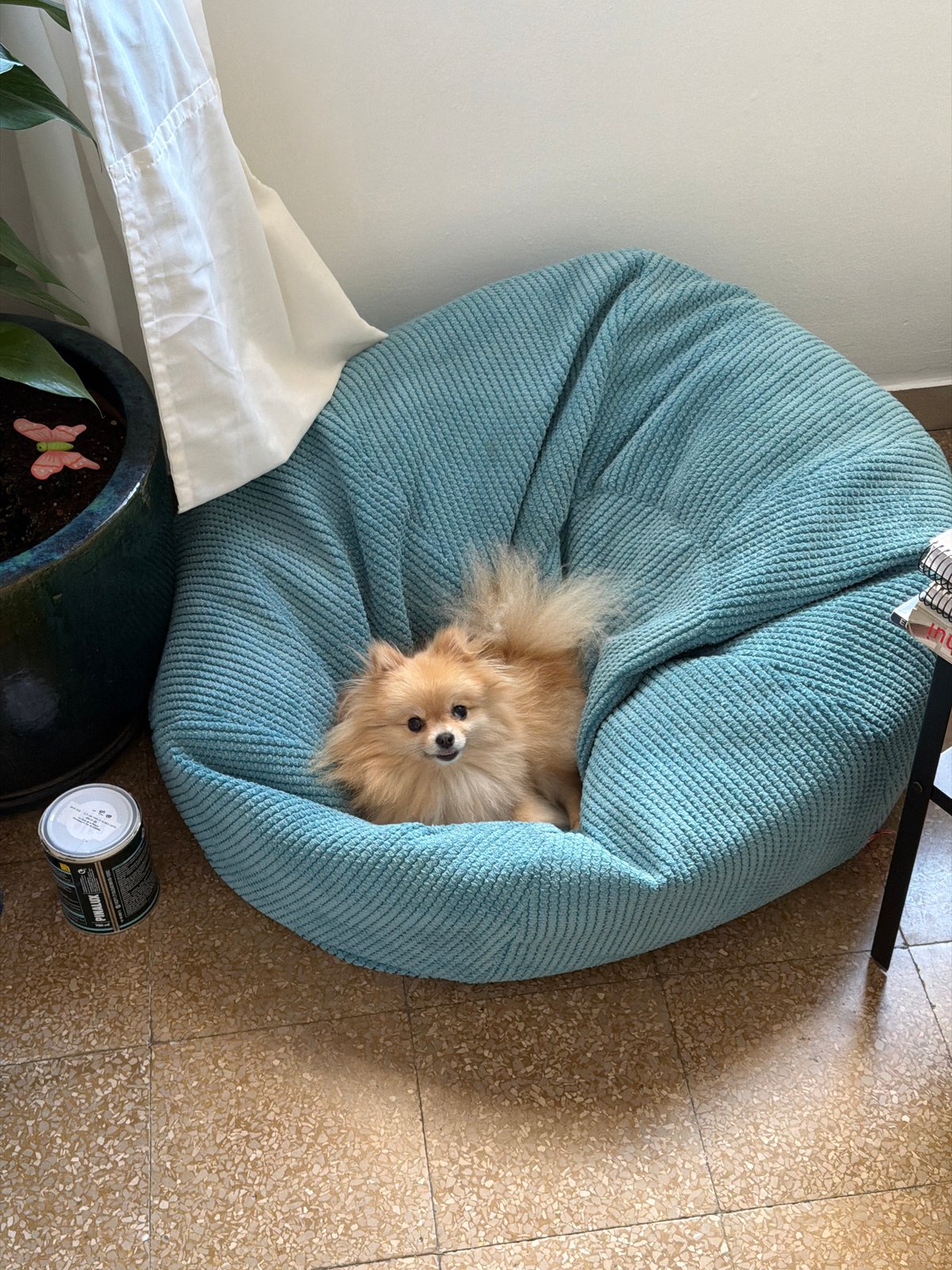 Pomeranian dog's lazy afternoon documented in Barcelona home