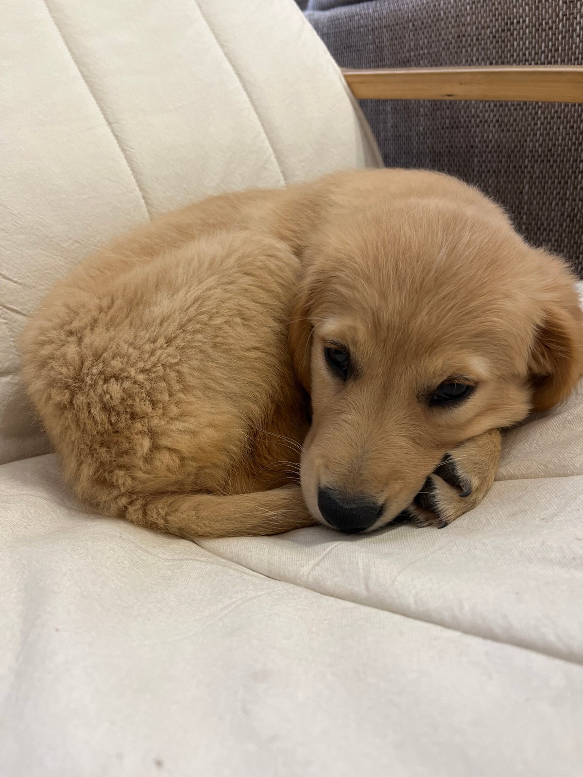 Golden retriever puppy plays and rests in Kostinbrod