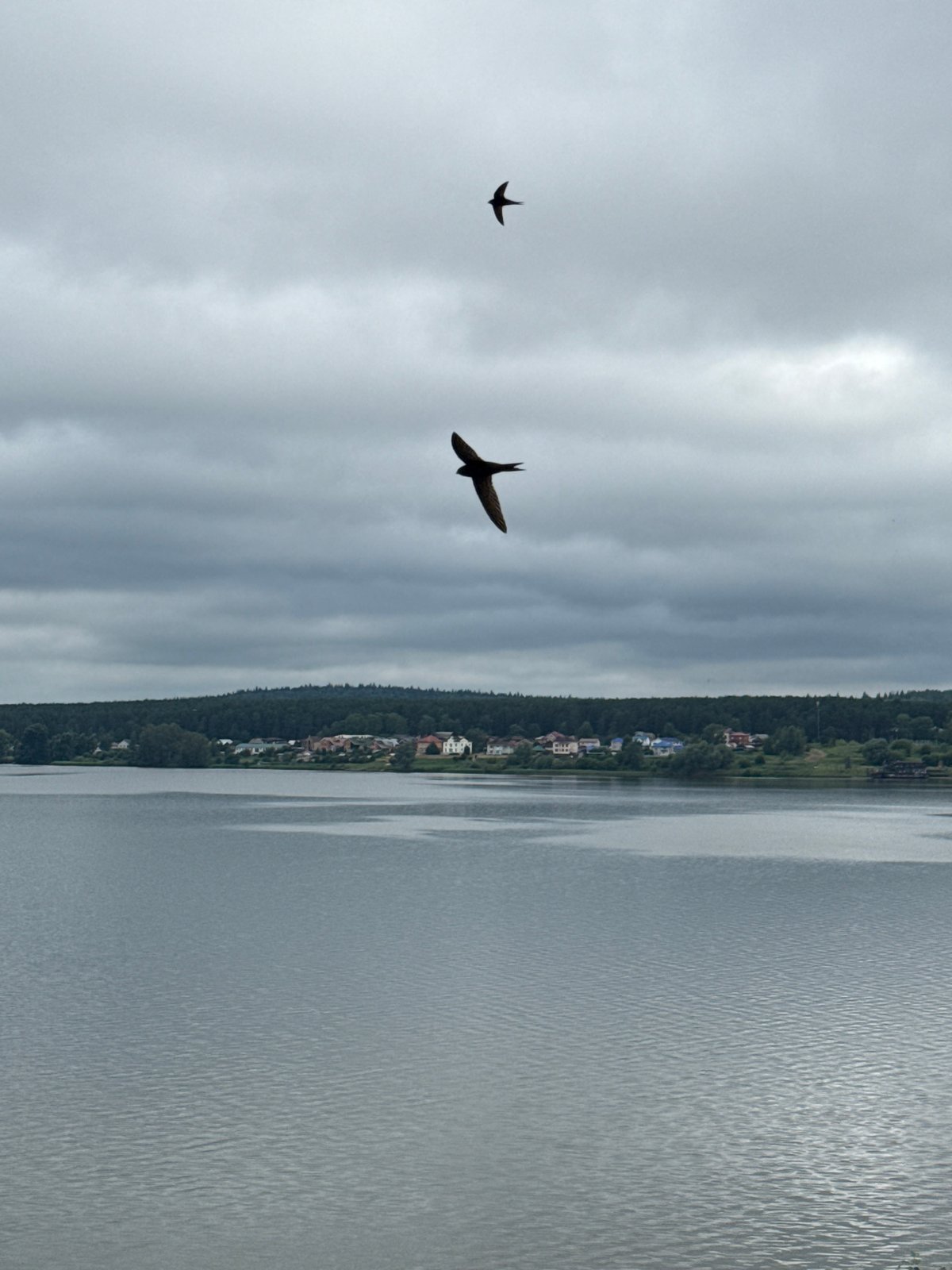 Birds in flight over Votkinsk Reservoir on a cloudy morning