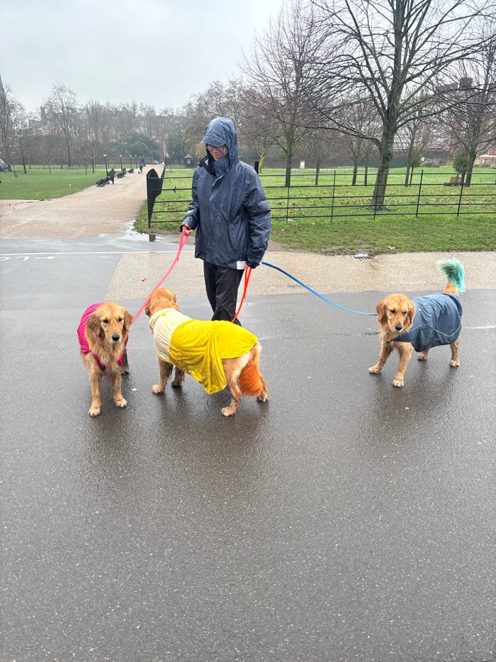 Dog walker with Golden Retrievers spotted in rainy London parks
