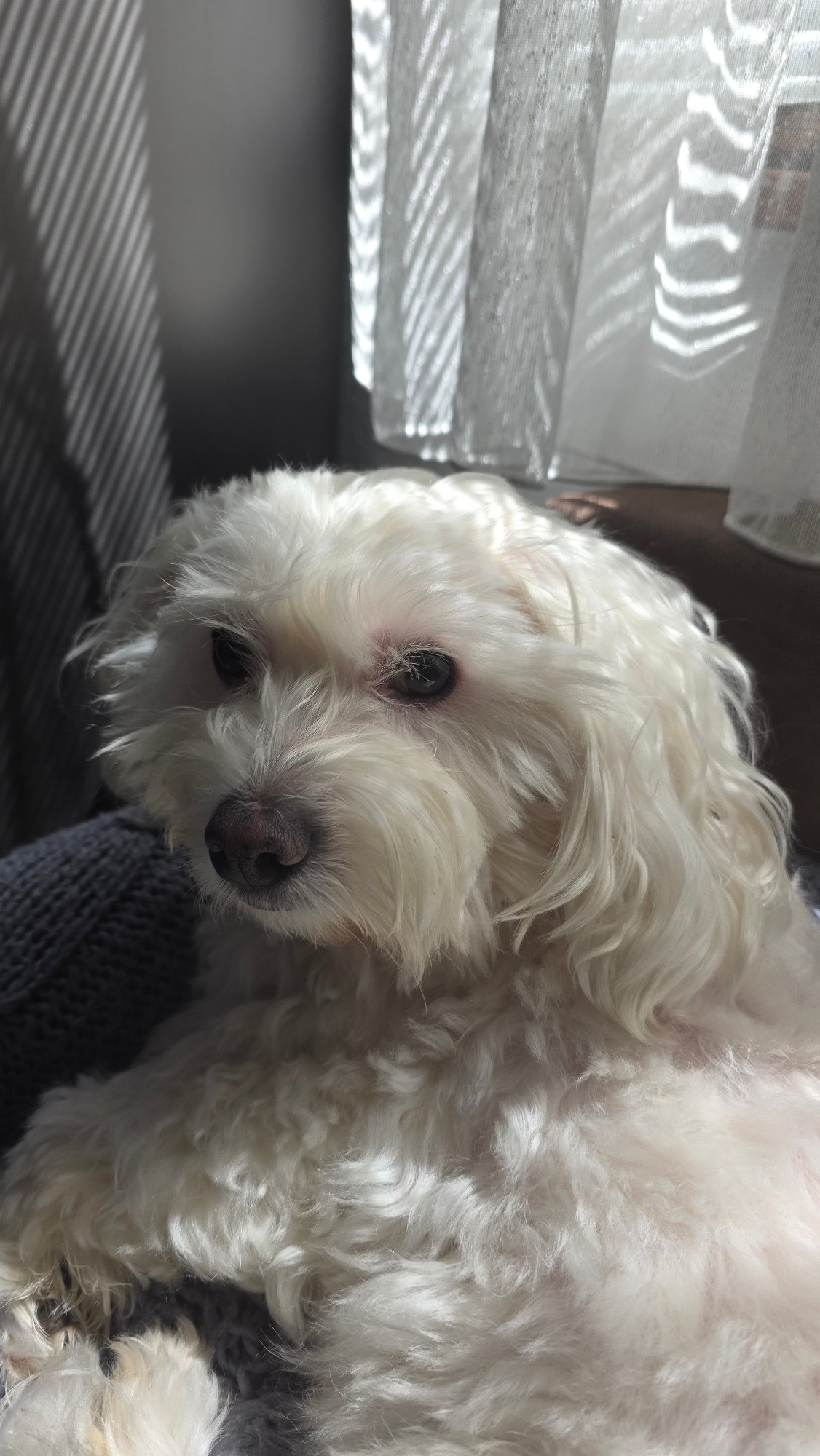 Small white dog photographed resting indoors in Blagoevgrad, Bulgaria