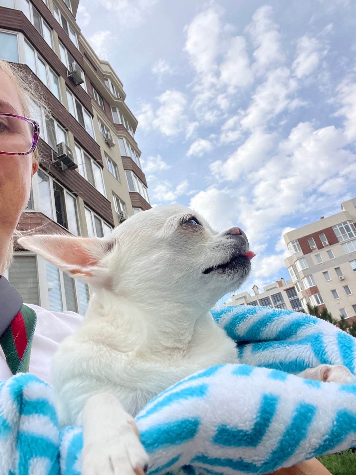 Post-bath Chihuahua and garden walk at a Kryzhanivka apartment complex