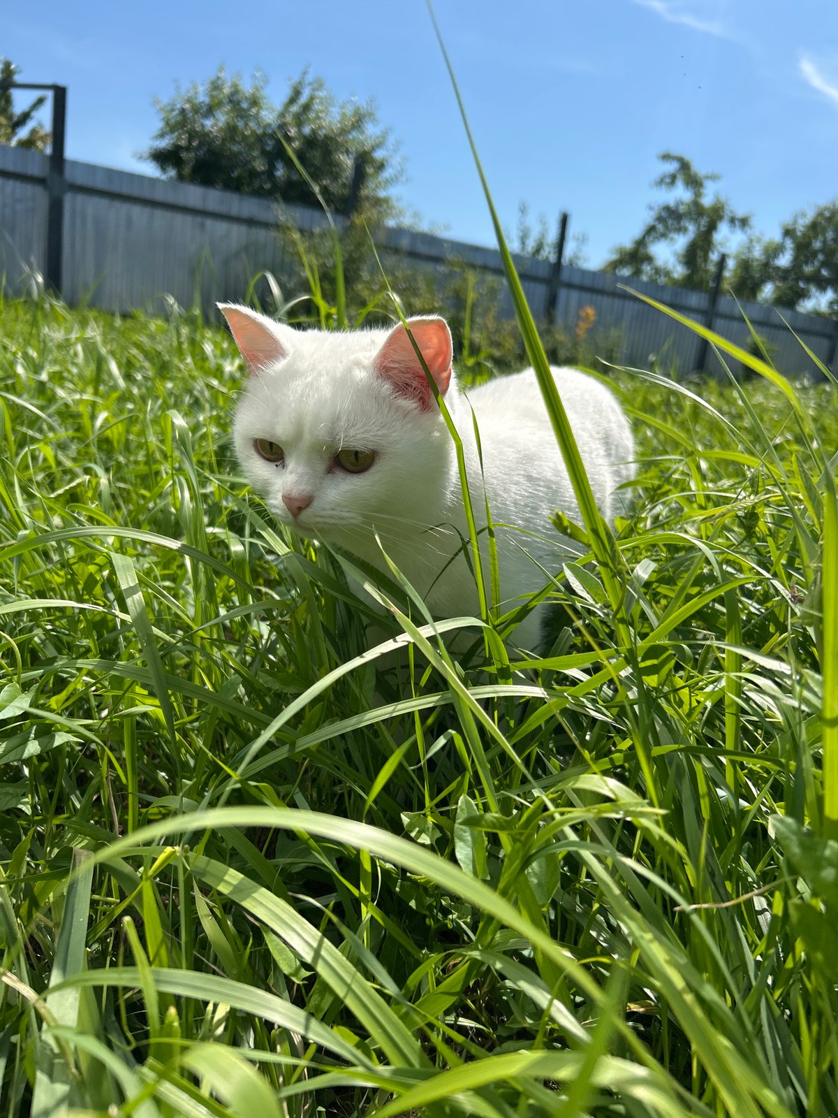 Lazy summer morning: cats, insects, and flowers in Chaikovsky