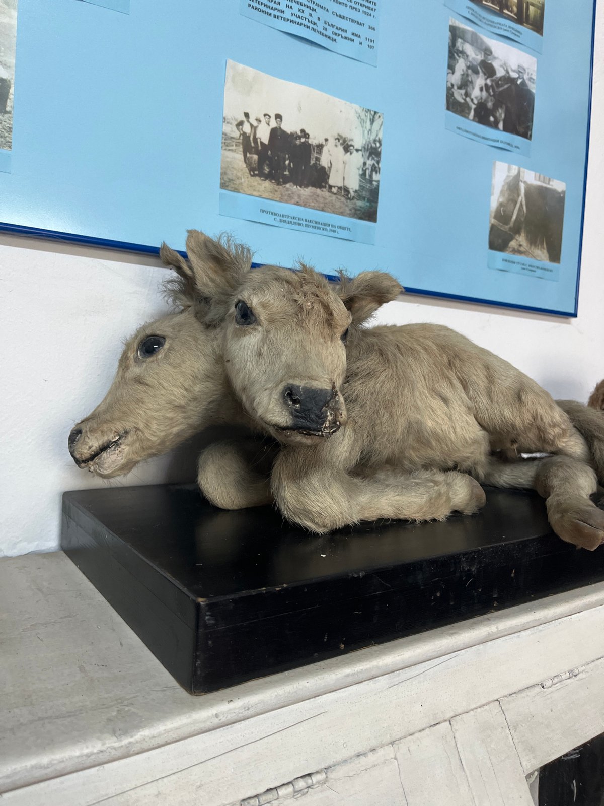 Two-headed taxidermied animal displayed in Sofia museum exhibit