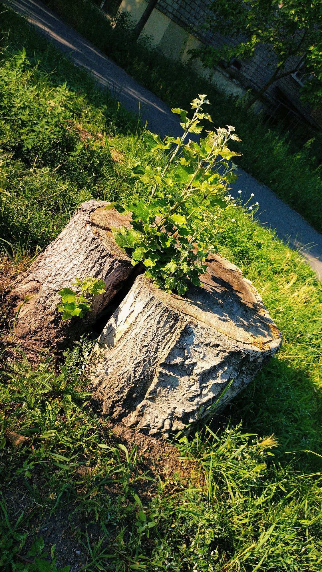 Summer morning stroll through Horishni Plavni with a Rottweiler