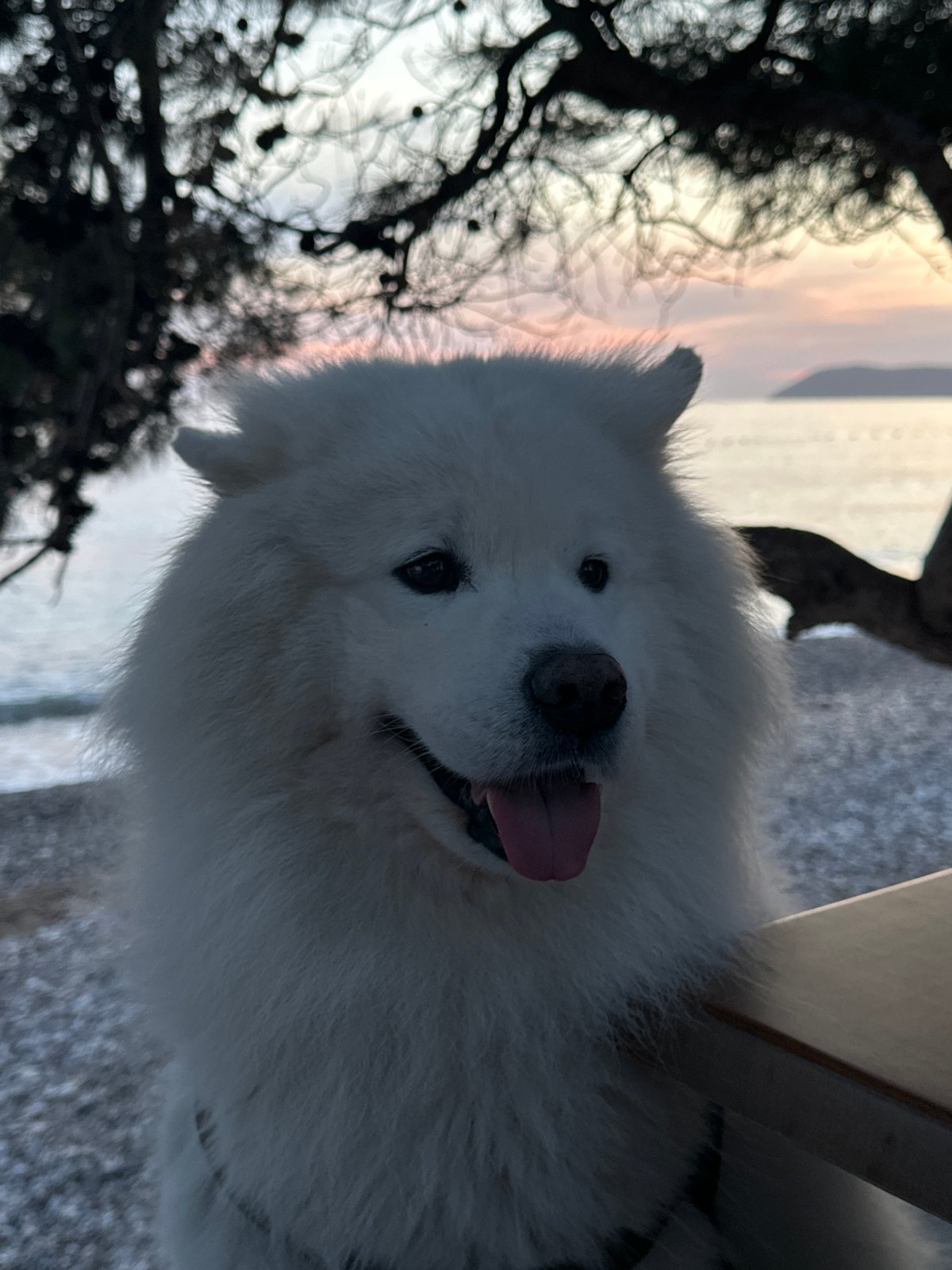 White Samoyed spotted sitting outdoors in Šušanj, Montenegro