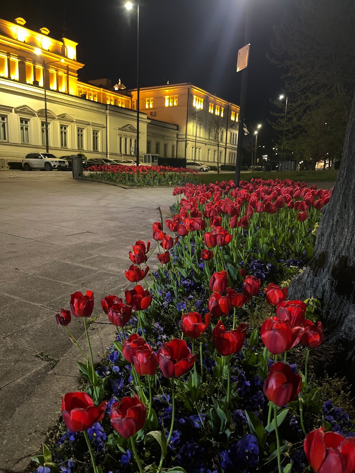 Witness documents illuminated Sofia landmarks during evening hours