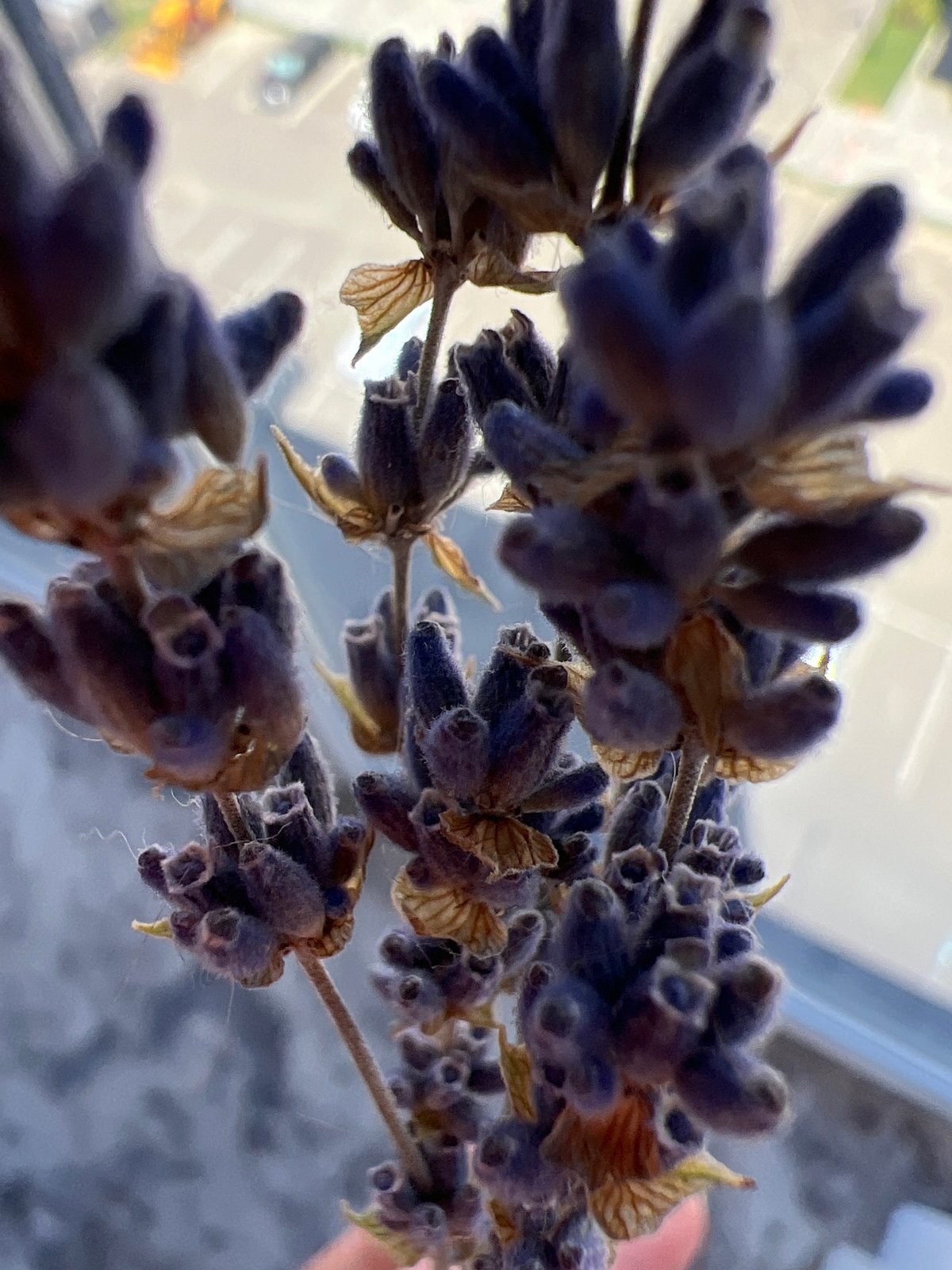 Dried lavender and an oddly shaped plum, up close
