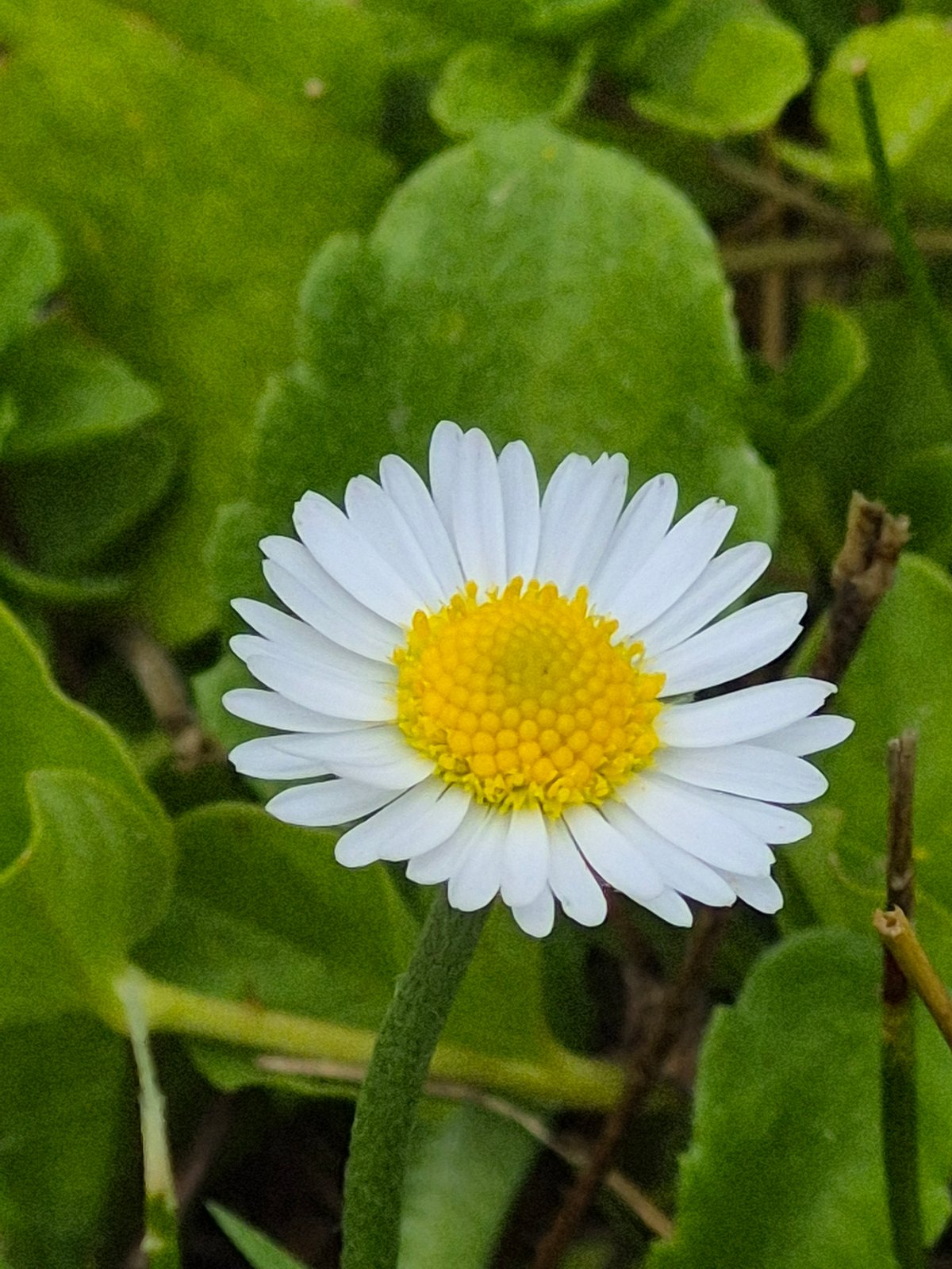 Garden life: flowers, foraging birds, and a curious dog