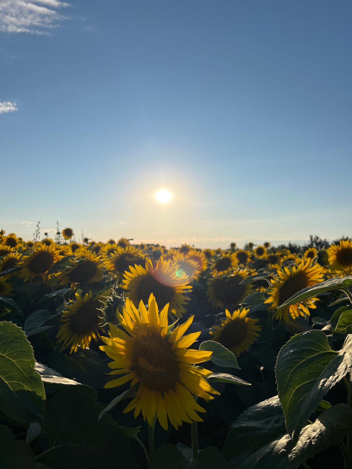 Golden hour in a Ukrainian sunflower field, Ostriv