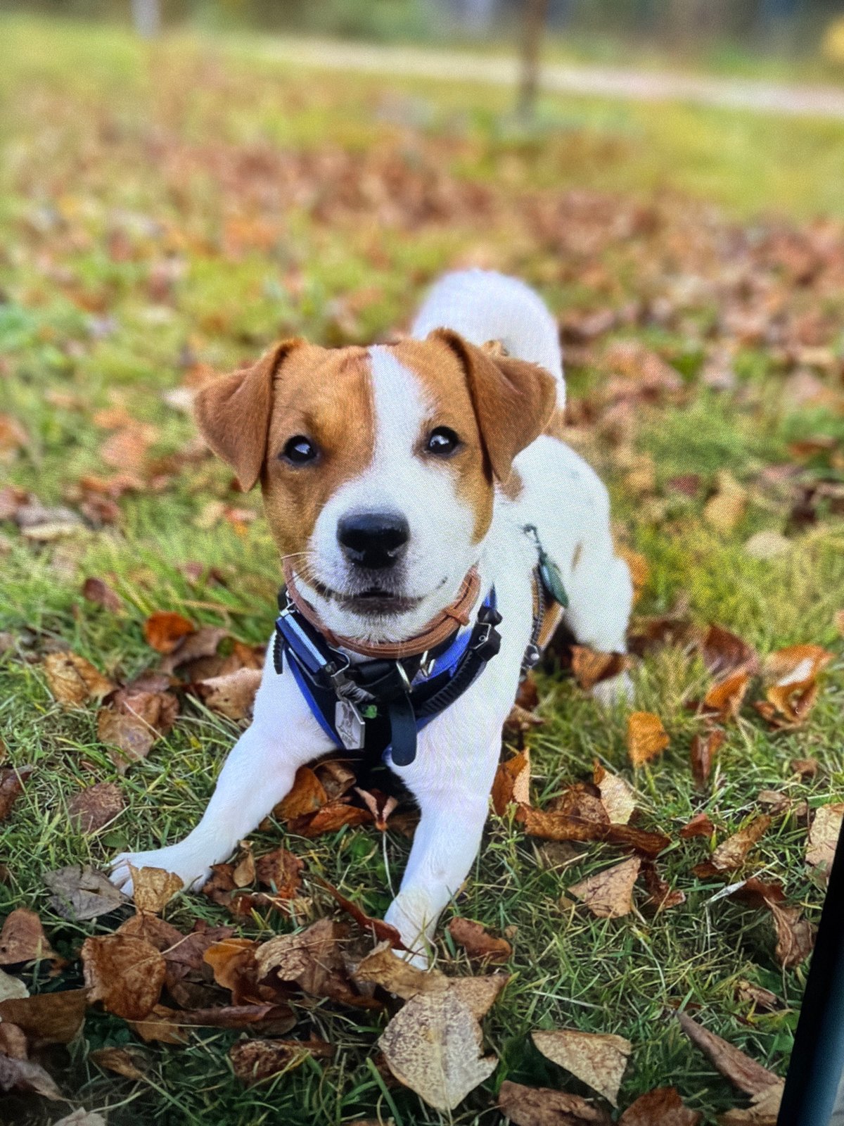 Jack Russell Terrier's afternoon documented across Moscow locations