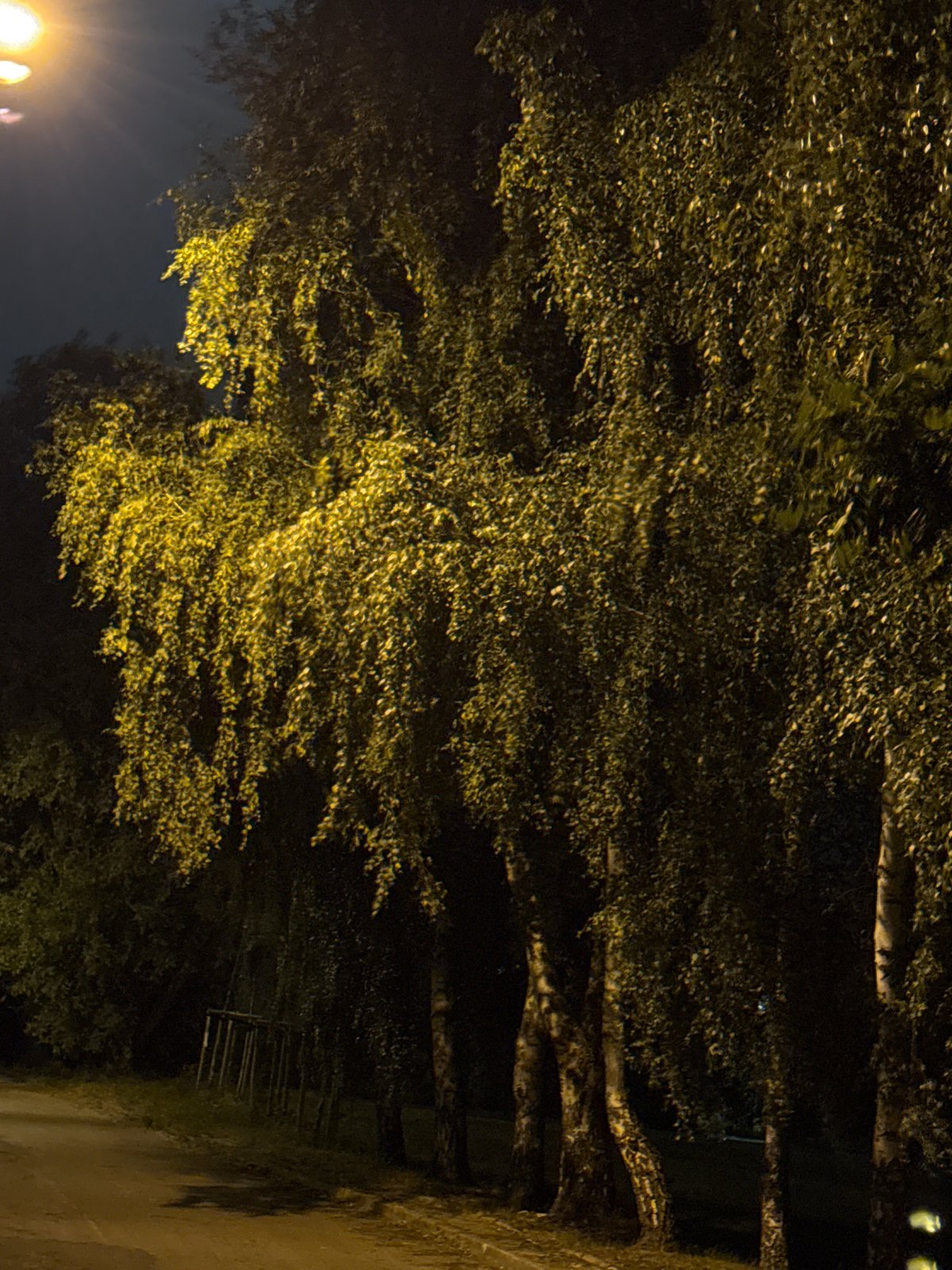 Night stroll through Szczecin's quiet streets, cat waiting at home