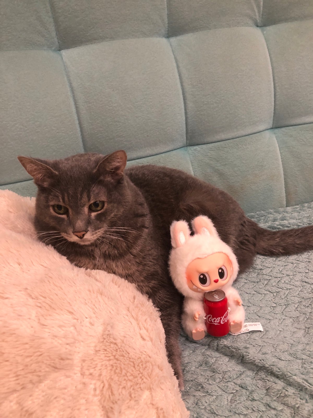 Cat, rabbit, and plush toys at home in Solikamsk