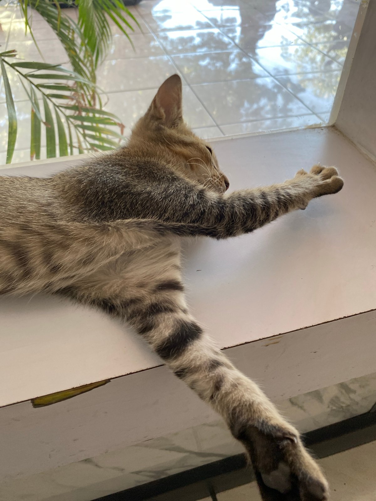 Chill morning indoors: sleepy cat, cigarettes, and sunny skies outside