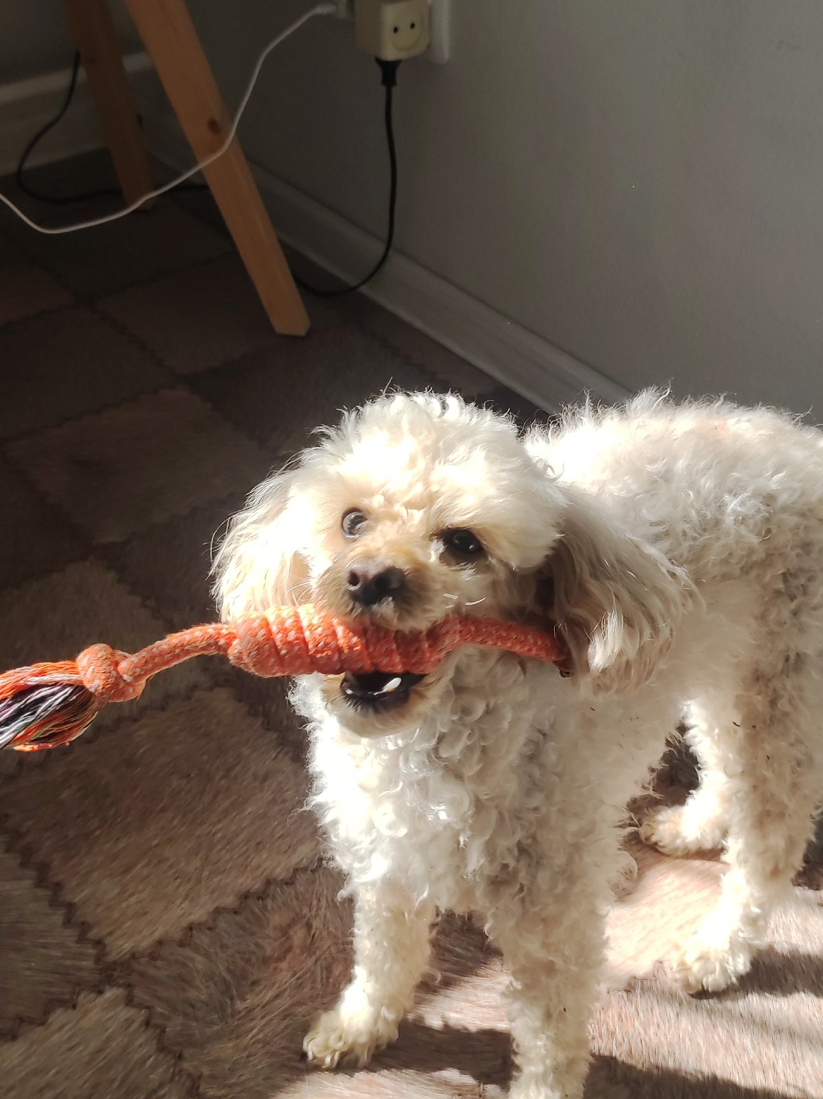 Quiet morning at home in Chaikovsky, dog and all