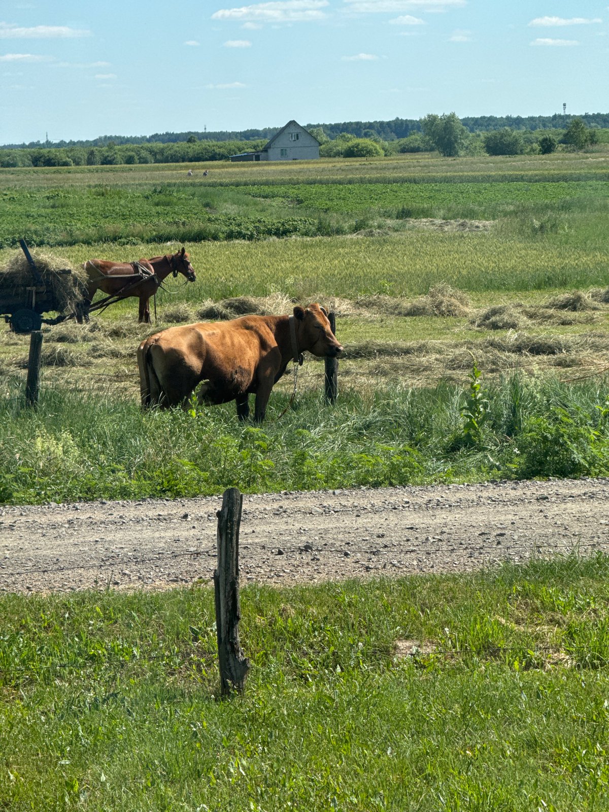 Quiet farm life in Chemerne, Ukraine, on a sunny afternoon.