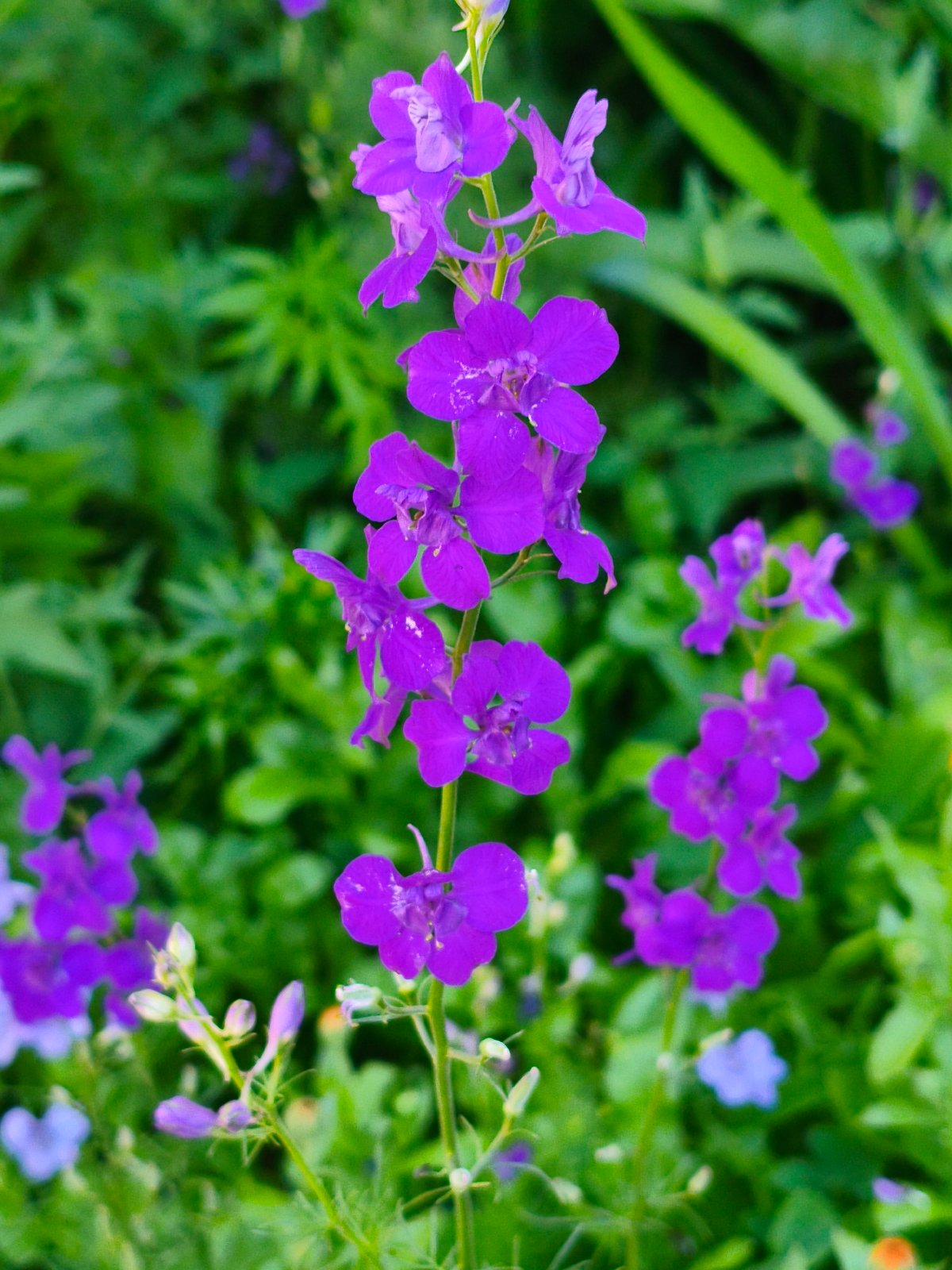 Orenburg garden in bloom, flowers and foliage up close