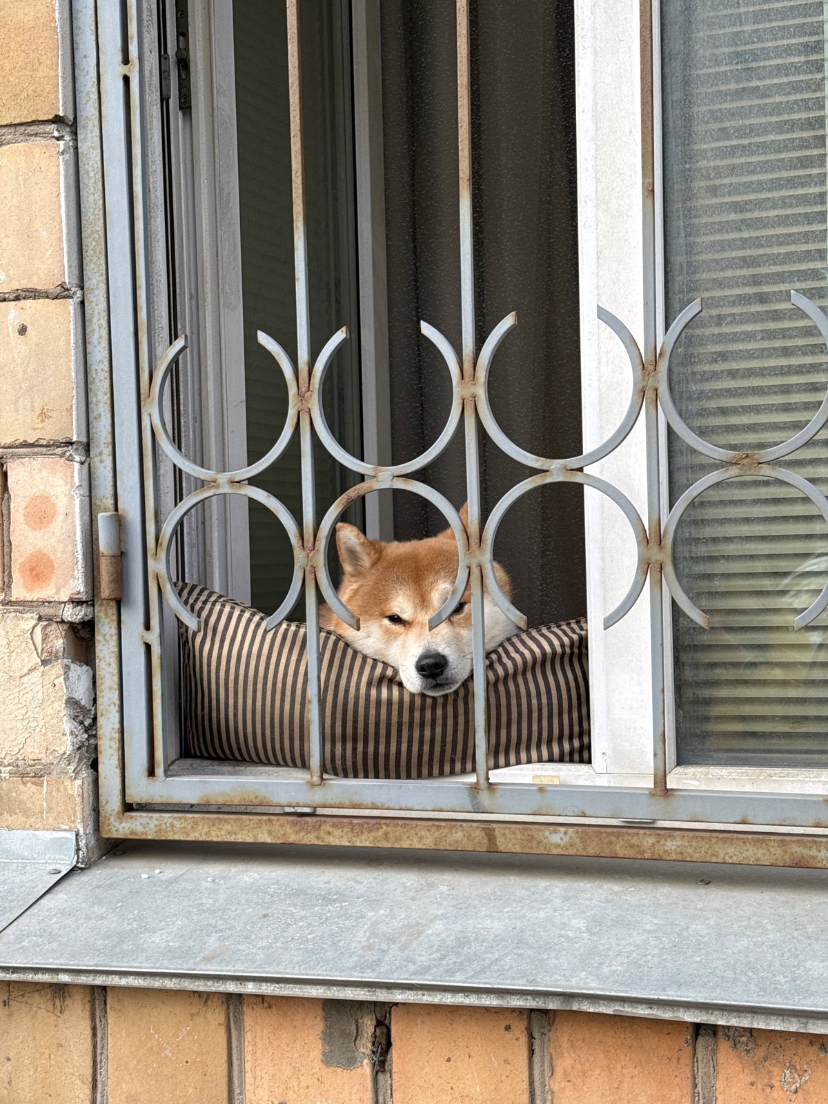 Dog peers through barred window of brick building