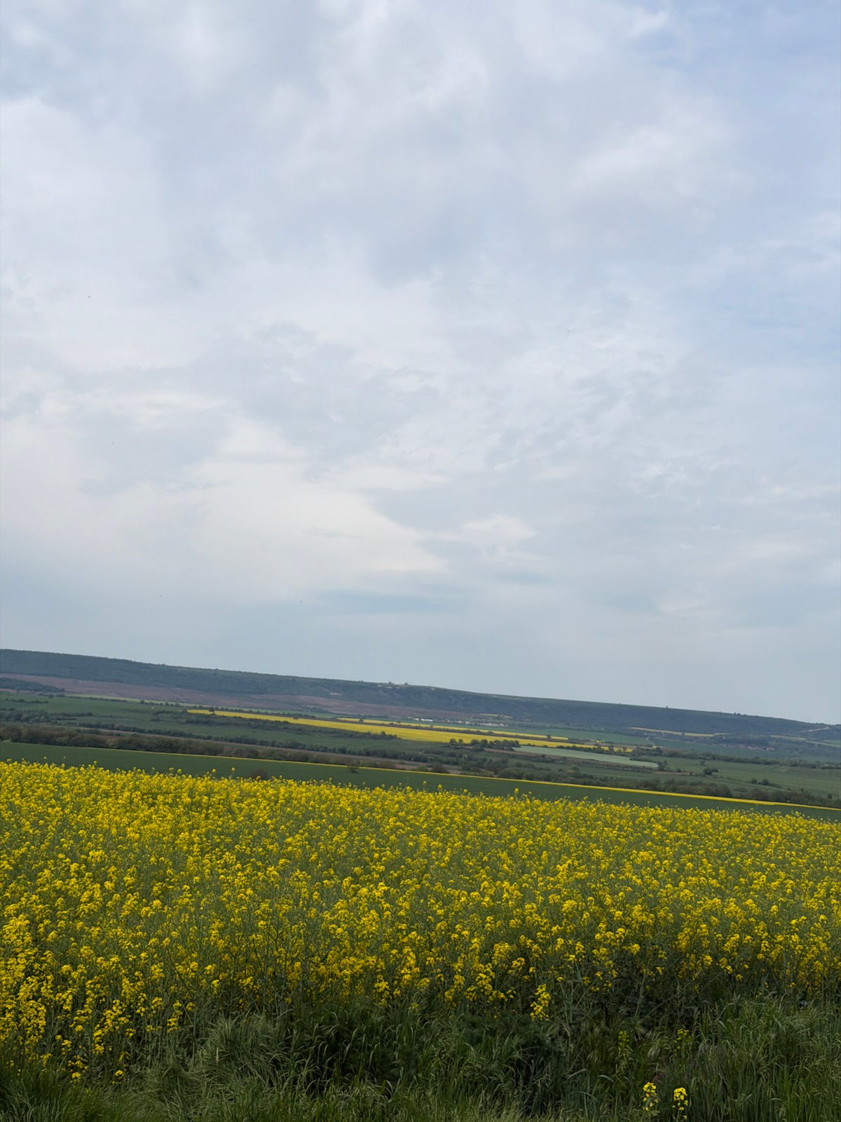 Bright yellow rapeseed field blooms in Bulgarian countryside