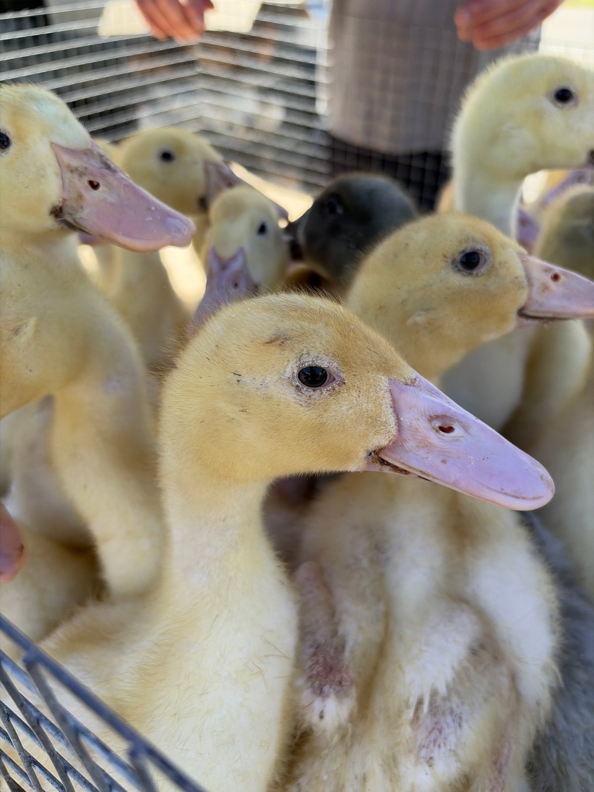 Young ducklings and chicks confined in cages in Novopokrovskaya
