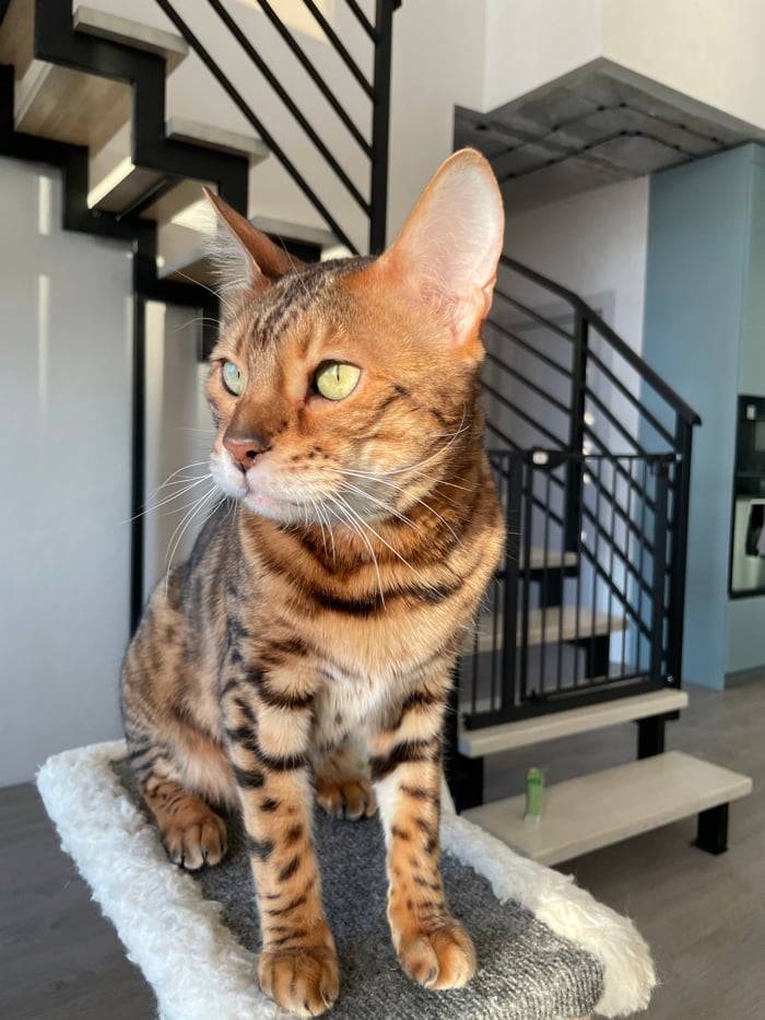 Toddler and Bengal cat captured in domestic moments, Izhevsk