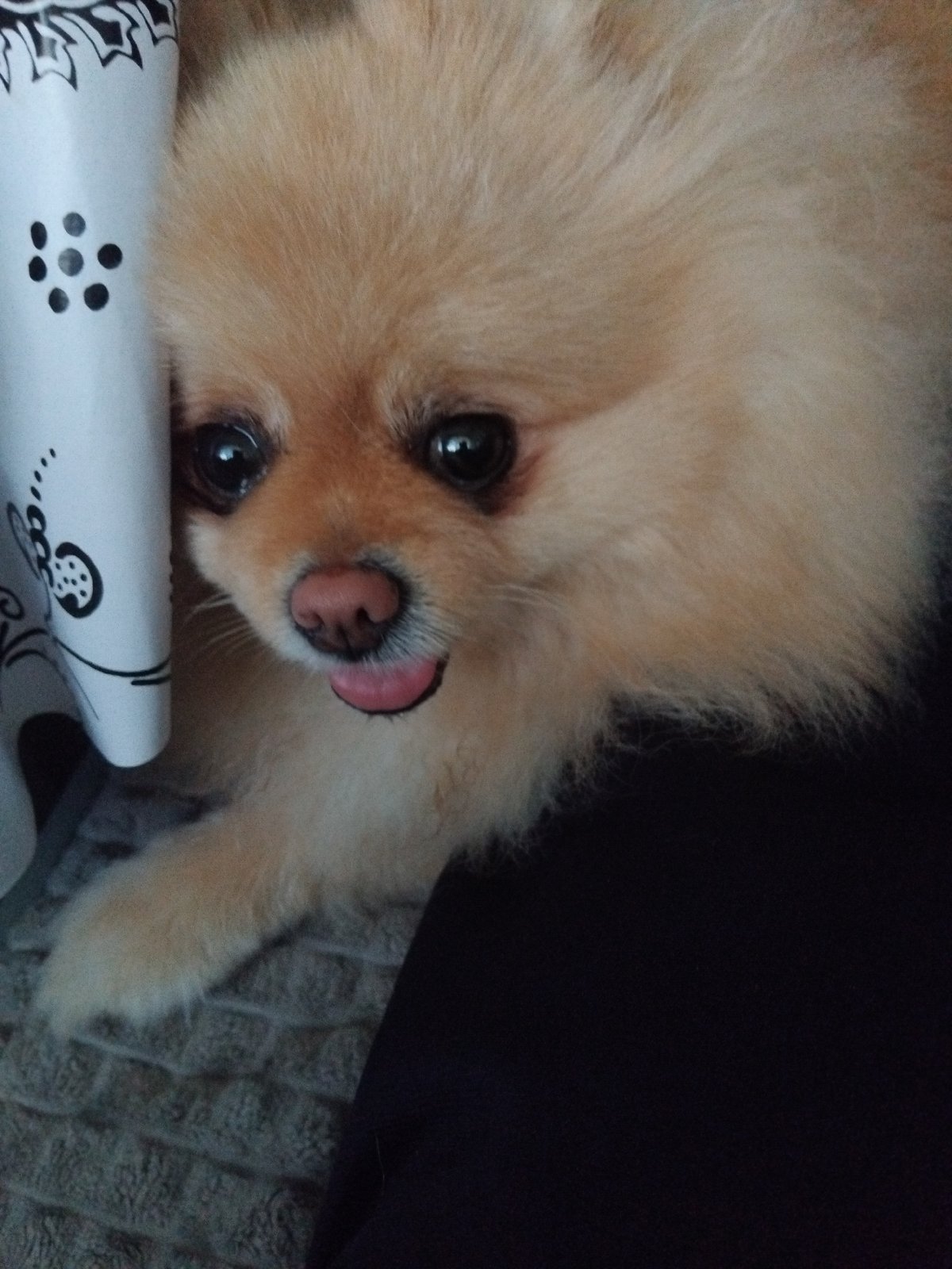 Pomeranian dog captured in indoor moments in Apriltsi, Bulgaria