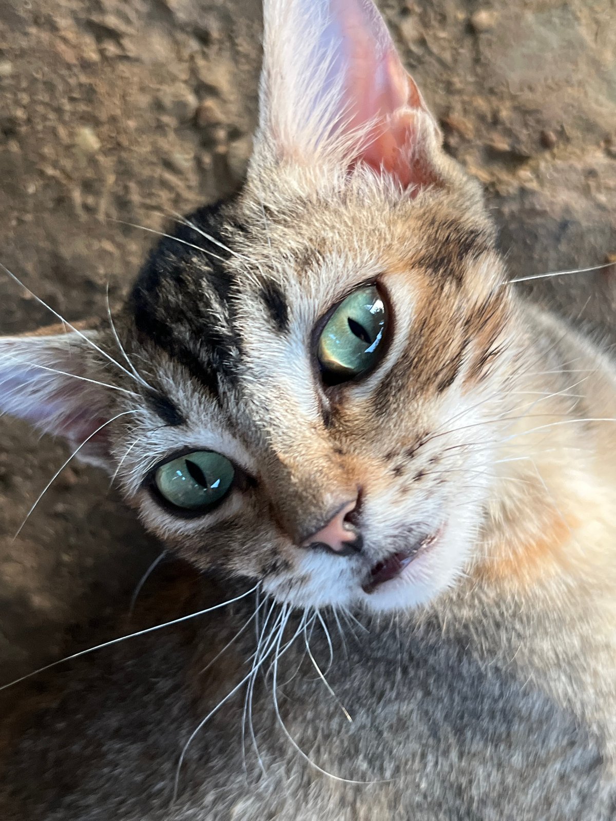 Wildlife photography session captures local fauna in Tinaquillo, Venezuela