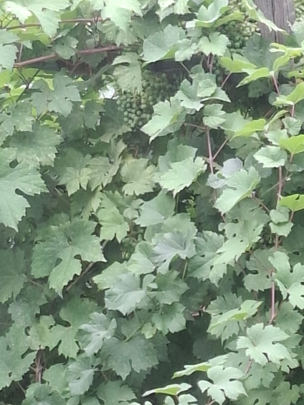 July morning in Almaty: construction sites, car rides, and garden finds