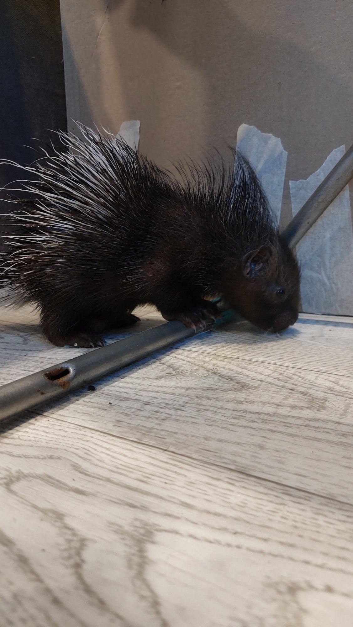Baby porcupine gets bottle-fed and explores indoors
