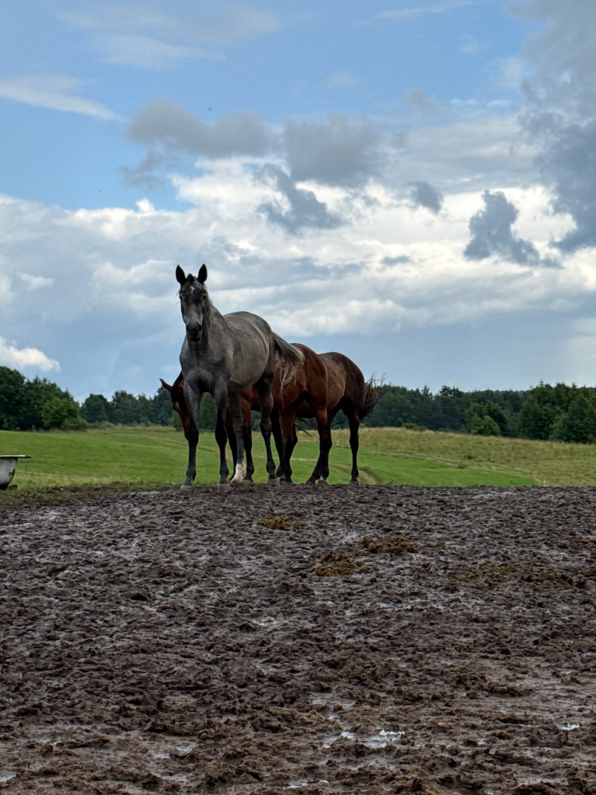 Four horses in a muddy Lithuanian field on a grey afternoon