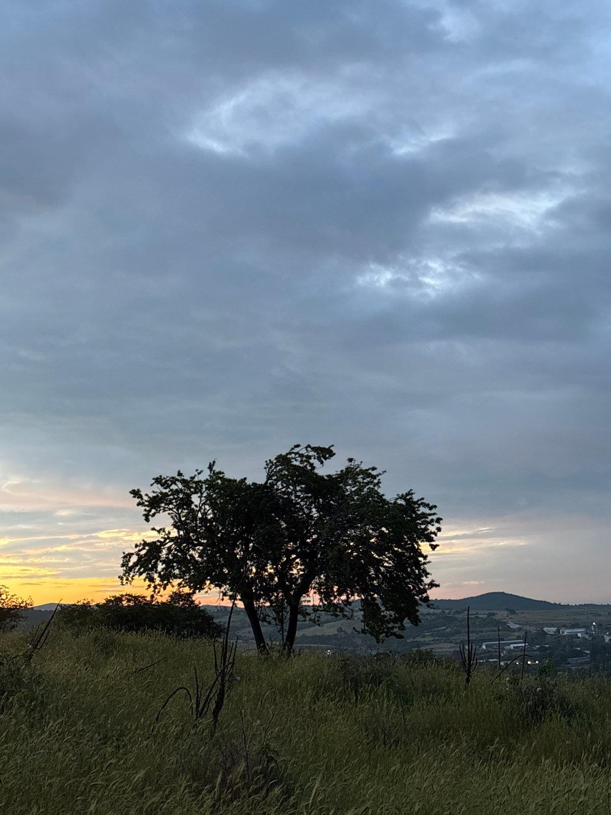 Dawn landscape with silhouetted tree photographed in Strelcha, Bulgaria