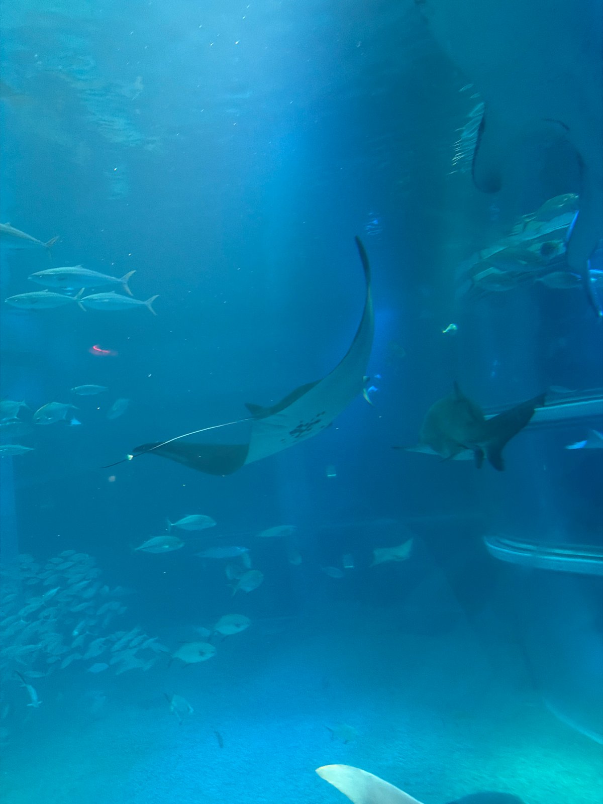 Visitors document whale sharks and marine life at Osaka aquarium