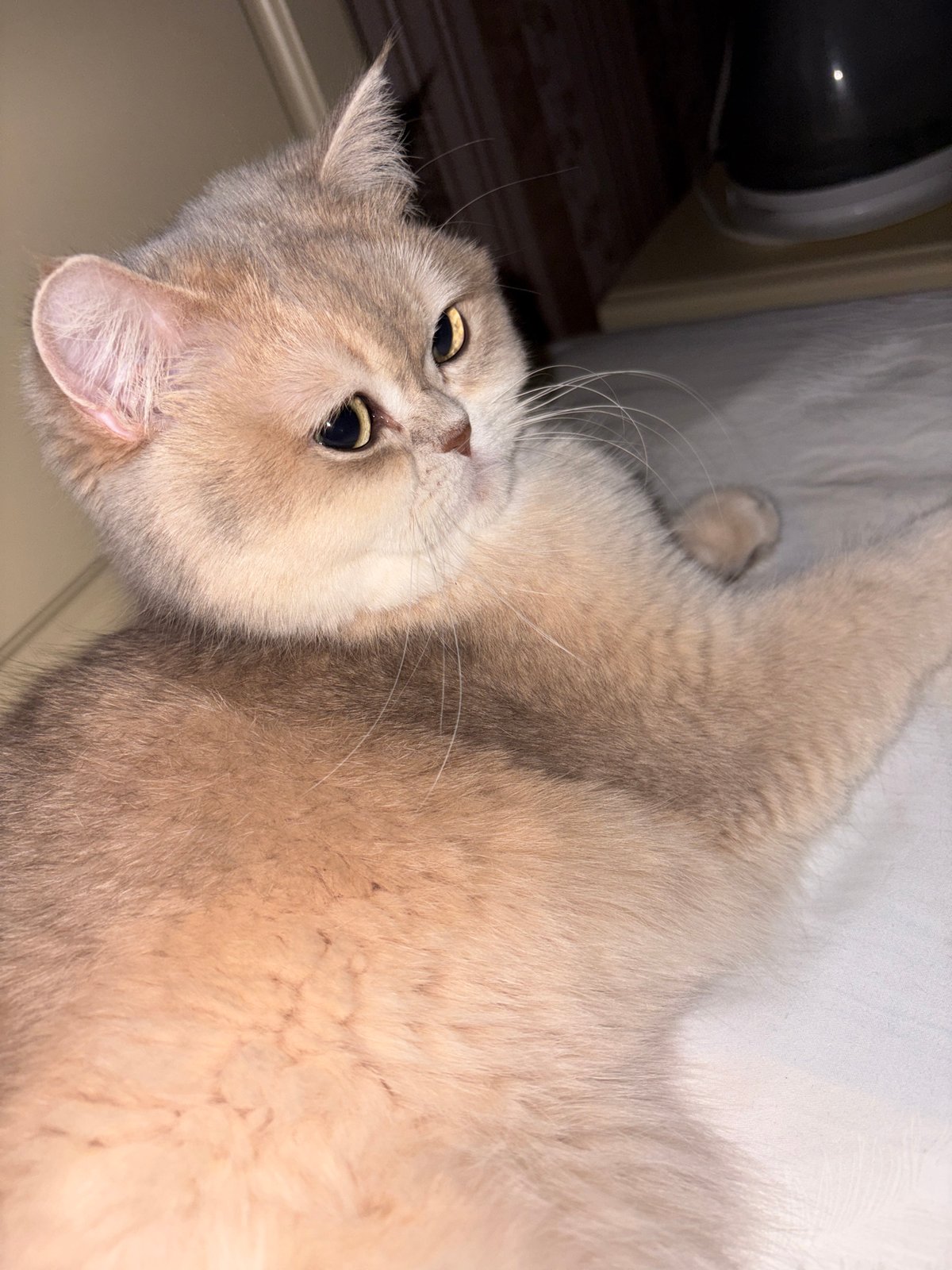 Cat photographed resting in multiple poses in Chaikovsky, Russia