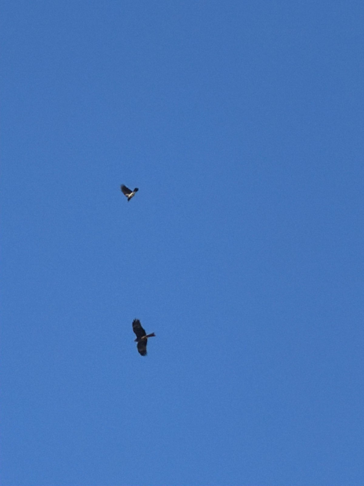 Birds observed flying over Votkinsk hydroelectric area in Russia