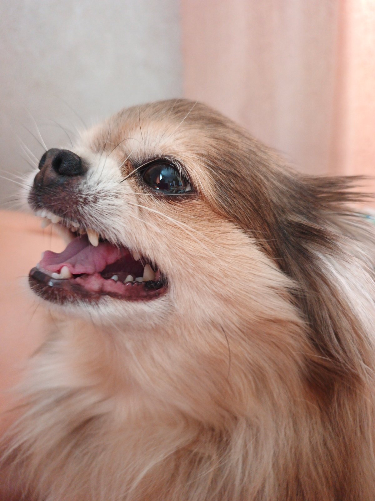 Chihuahua mix goofs around indoors in Medvedyovka