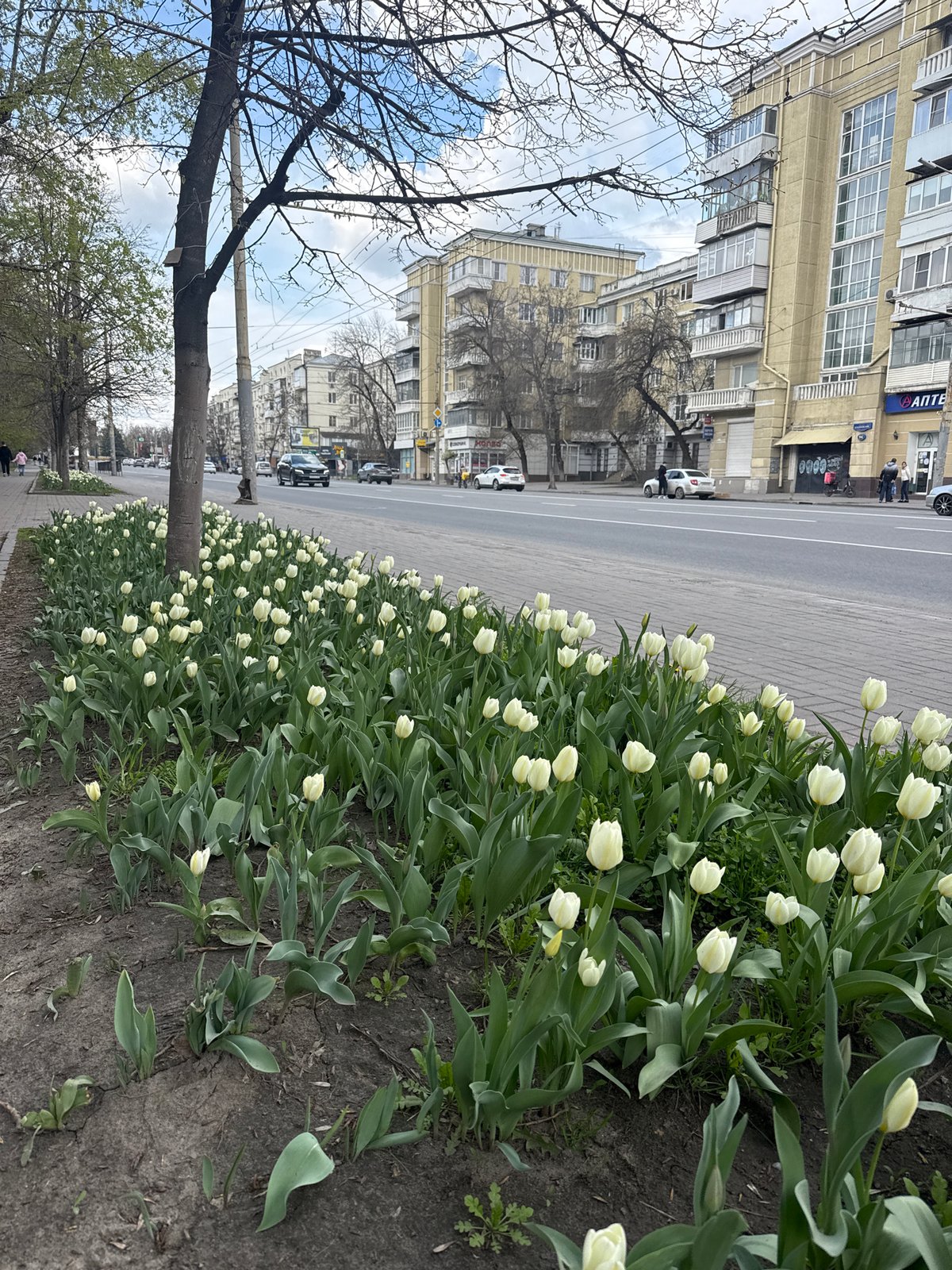 White tulips line street sidewalk in Rostov-on-Don