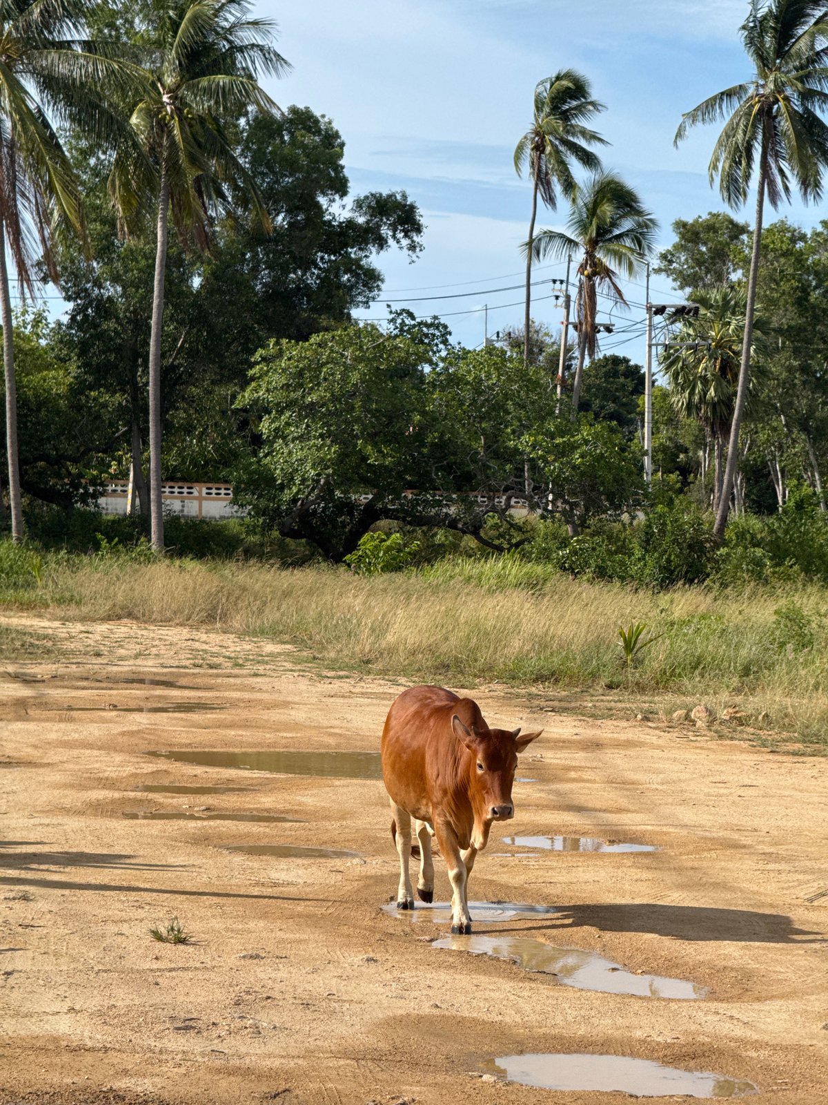 Cows, puddles, and a quiet morning on Ko Samui