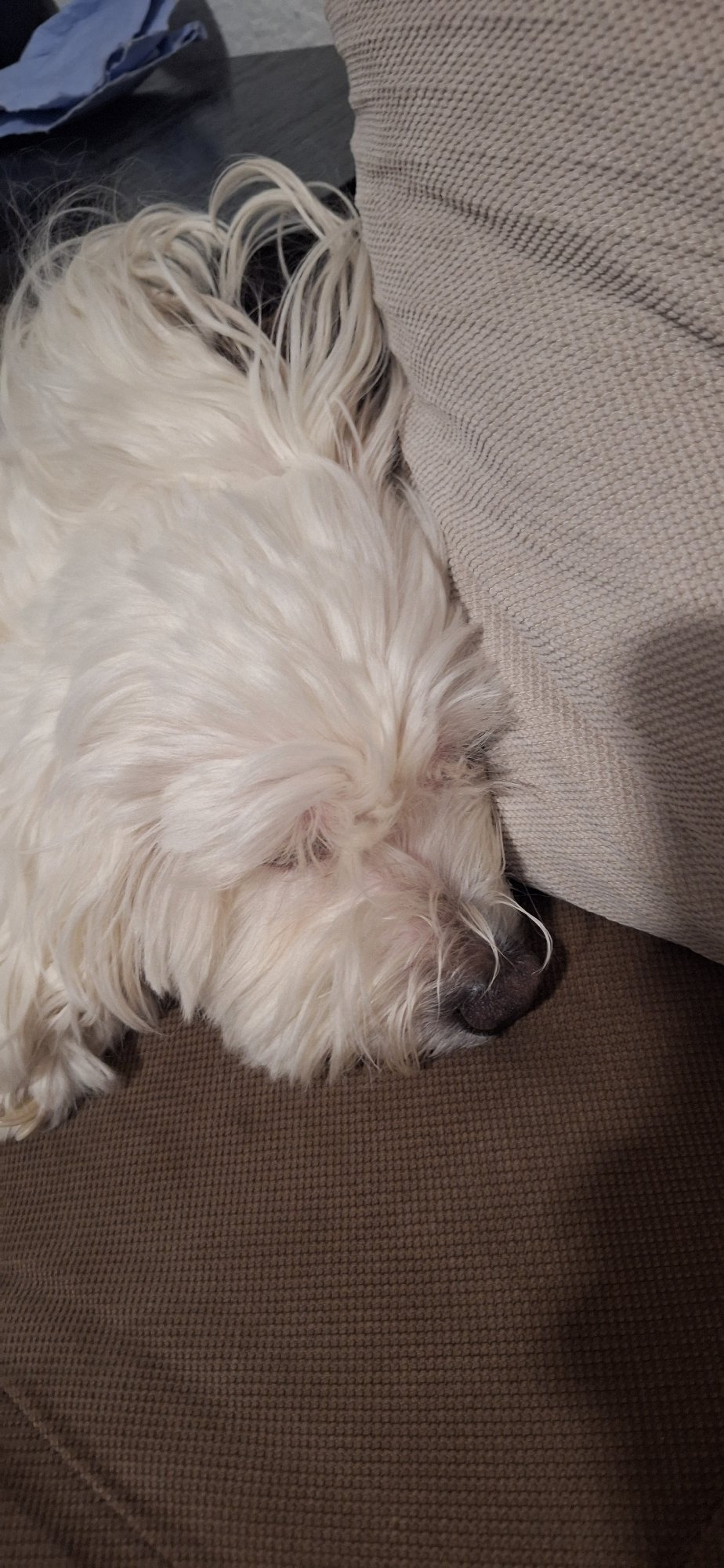 White Maltese dog enjoys lazy afternoon on couch in Bulgaria