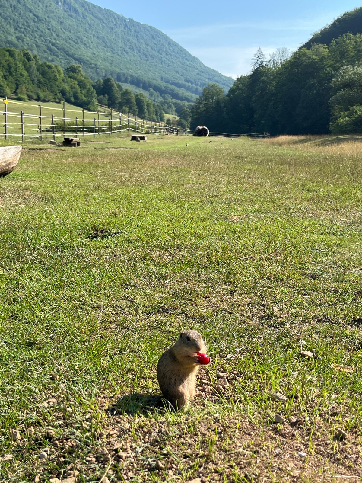 Hat-wearing ground squirrel snacks on berries in Slovak field