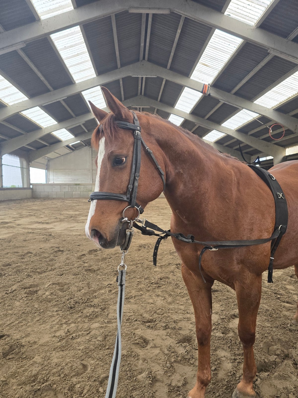 Horse training session documented at indoor arena in Belgium