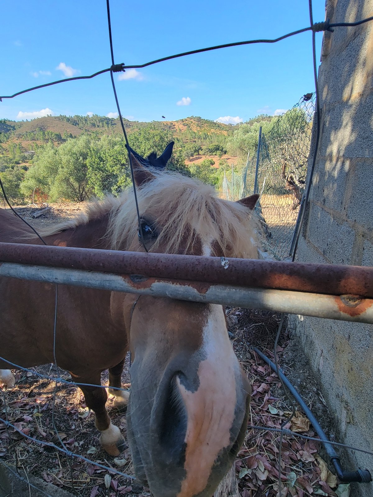 Animals and old architecture around a Loulé property
