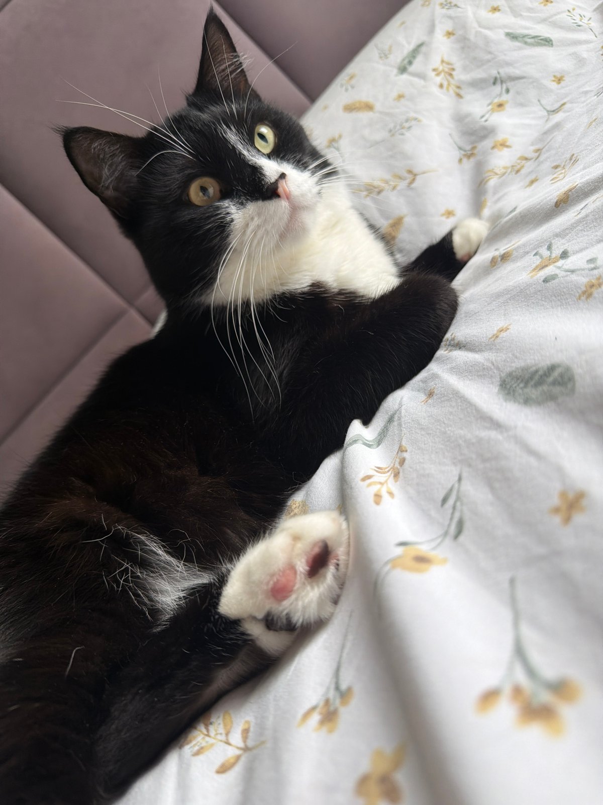 Tuxedo cat owns the bed in Chekhov, Russia