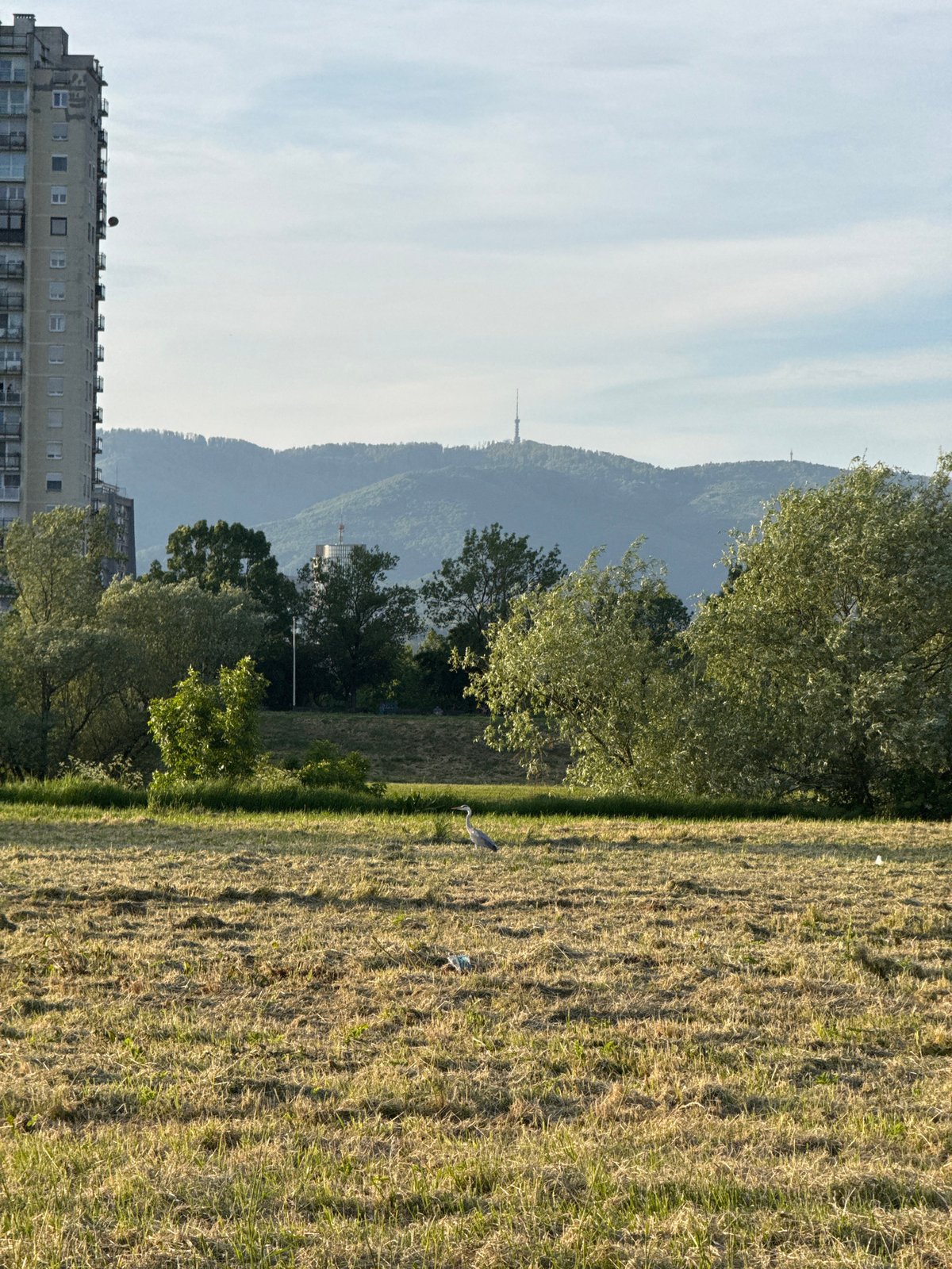 Two gray herons spotted in Zagreb urban grassland