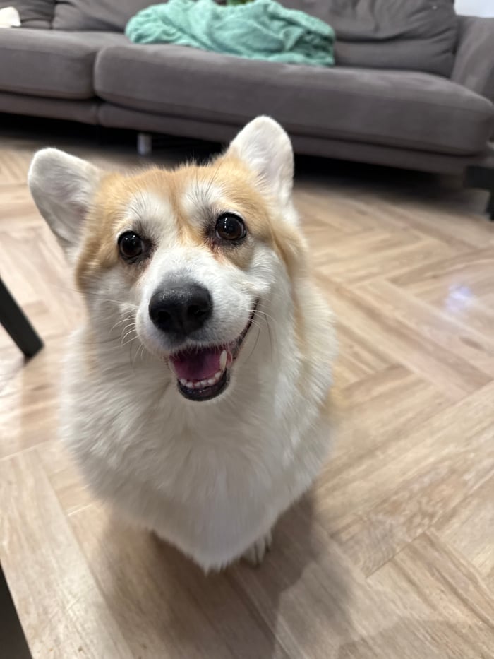 Corgi photo session documented overnight in Krasnoyarsk home