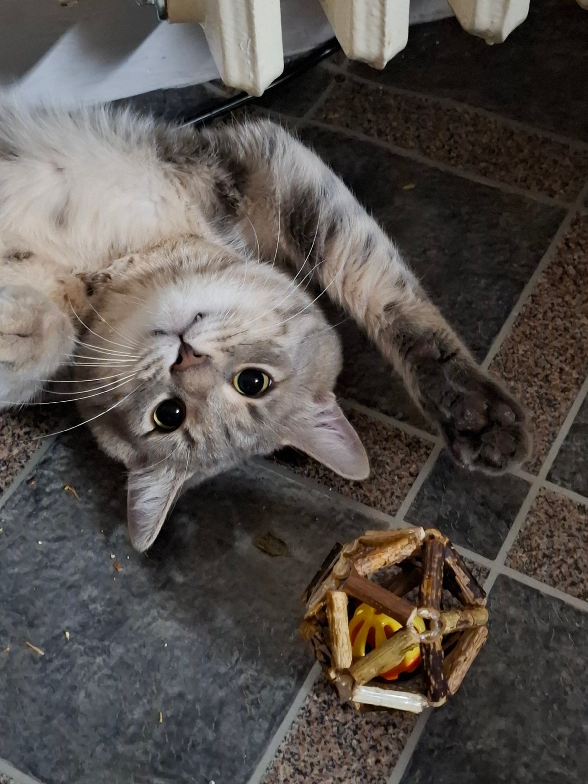 Tabby cat photographed in multiple poses in Novi Sad