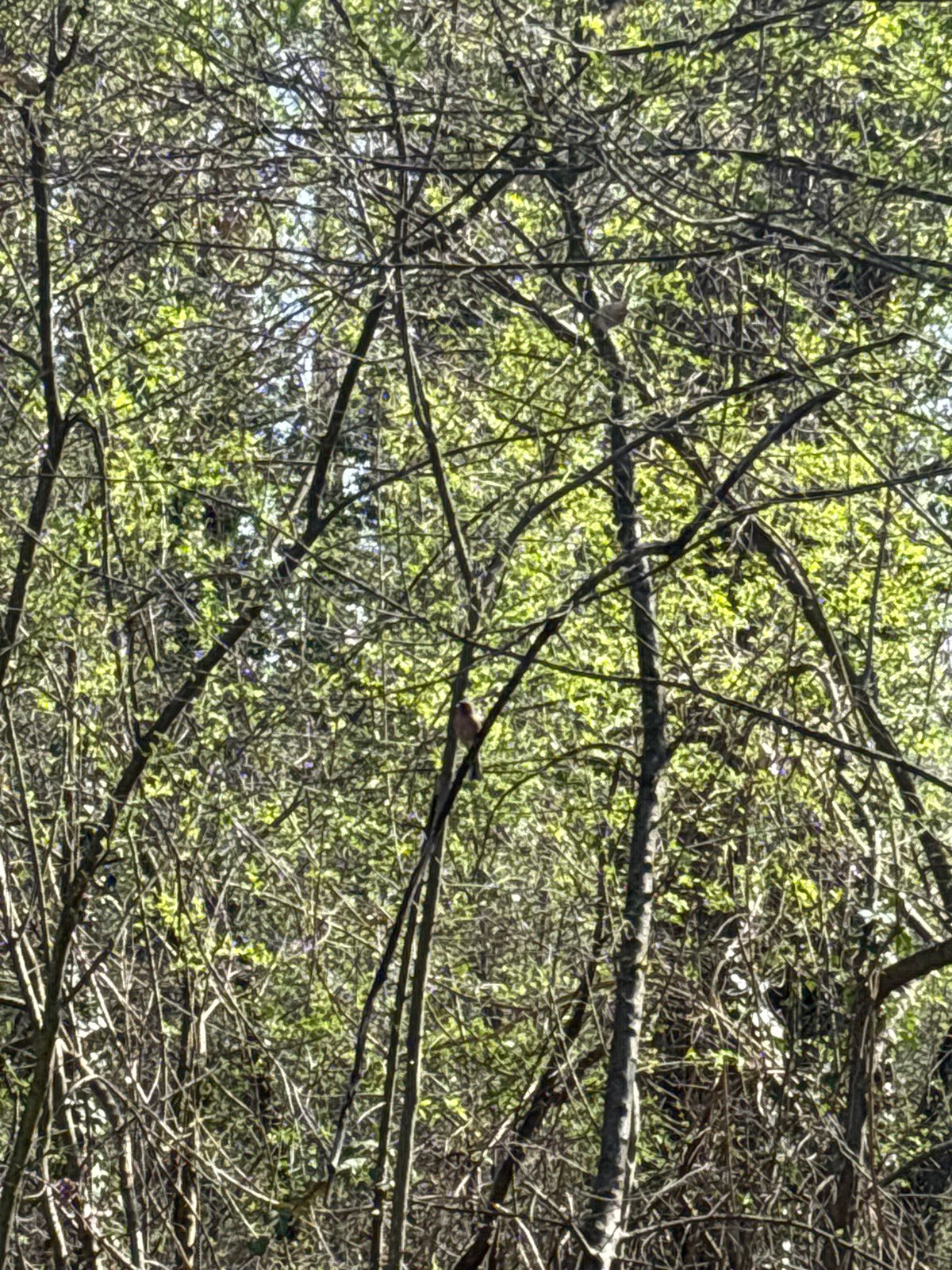 Spring walk through Sofia park captured in 18 memories