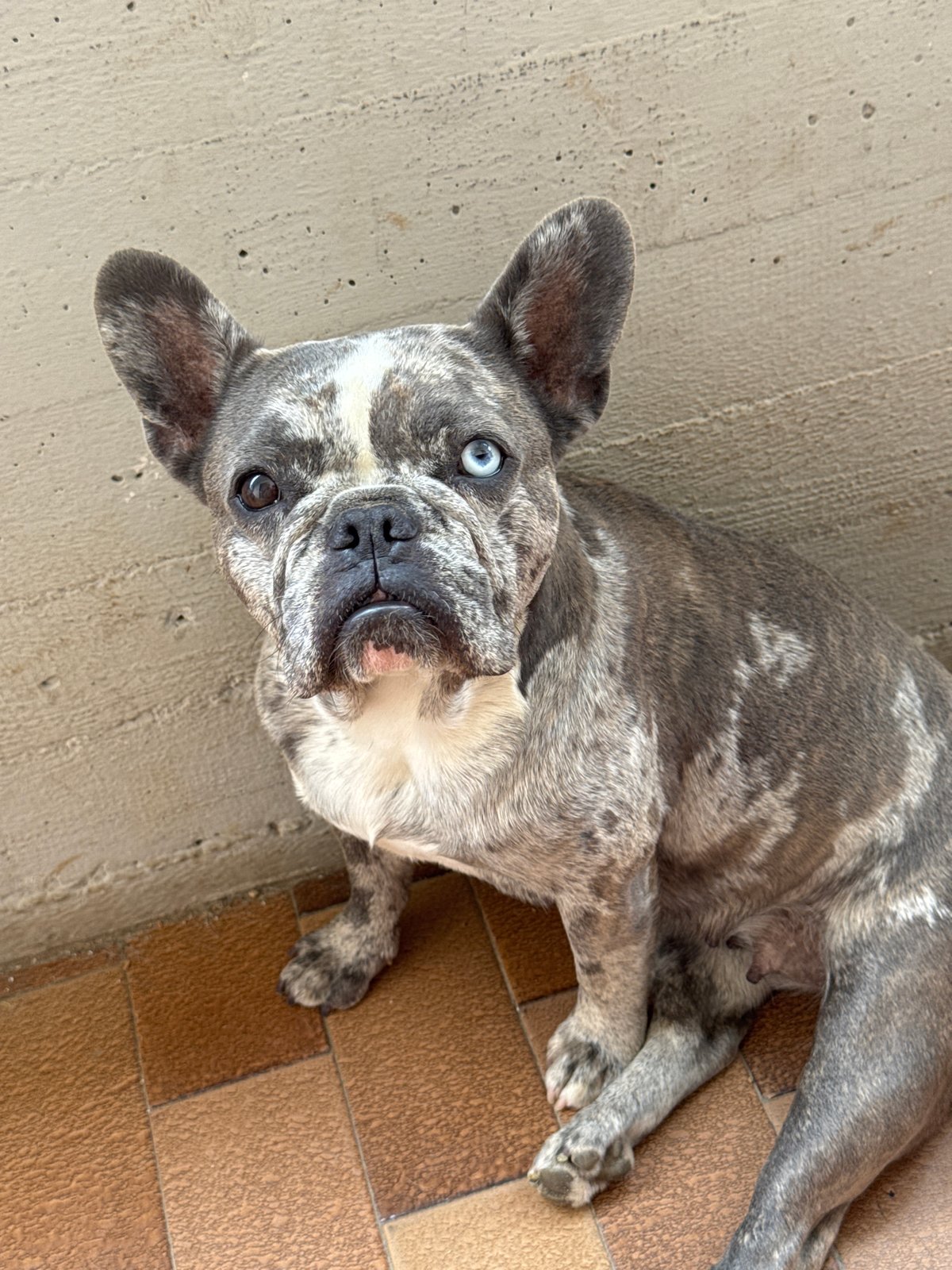 French Bulldogs at home in San Benedetto del Tronto